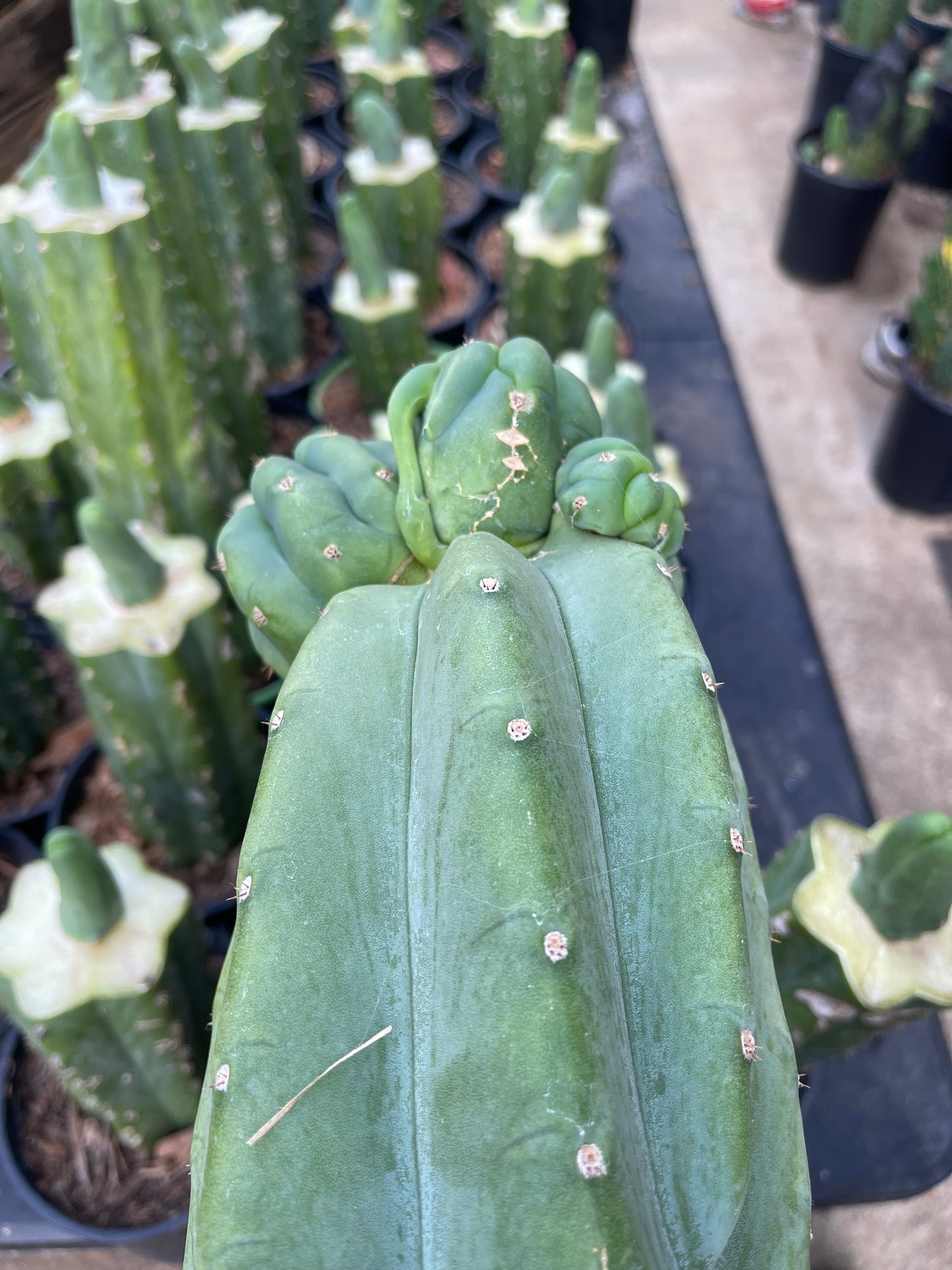 Freak Cahuilla !!! Trichocereus