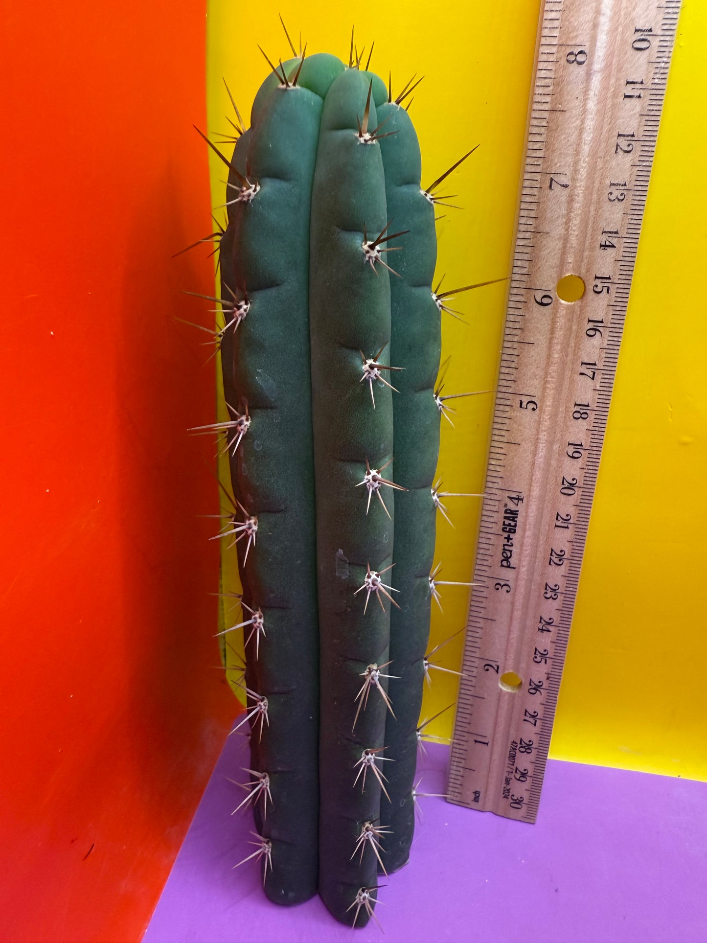 Friday deal !!! Misplants Mystery