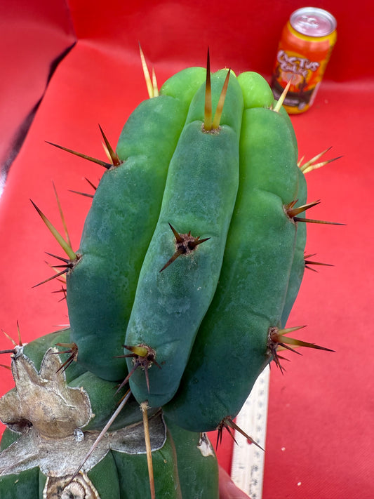 GRAFTED PALA