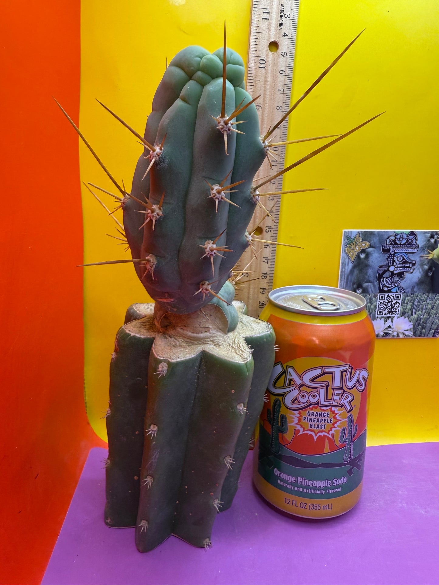 Bruce’s dragon graft