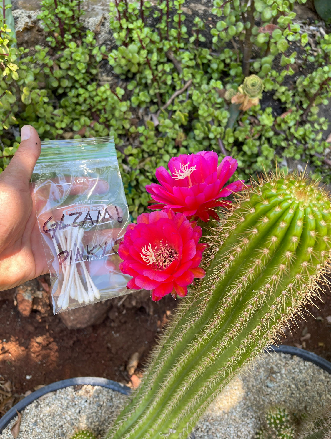 Neon pink flowering trichocereus seeds  (25)!