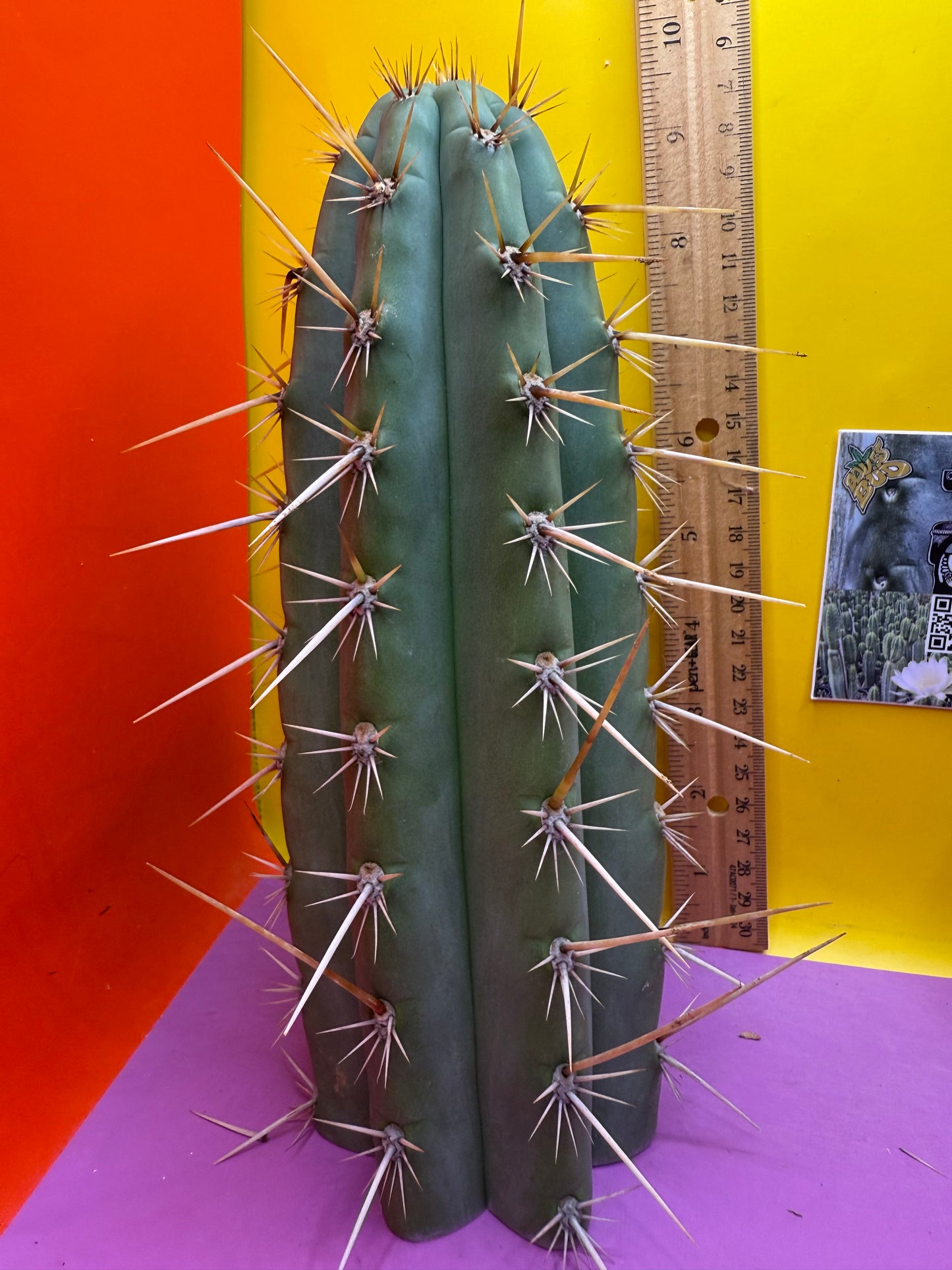 Trichocereus Puquiensis - cv “Linda”