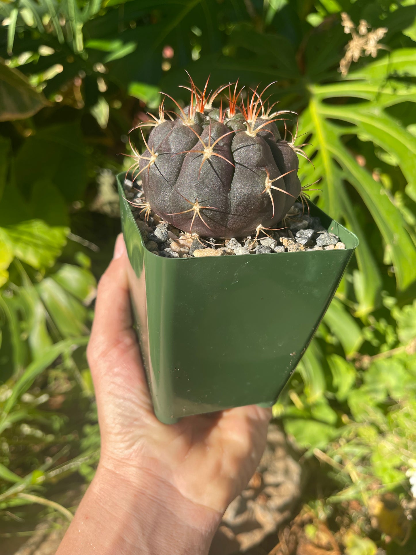 Gymnocalycium pflanzii albipulpa