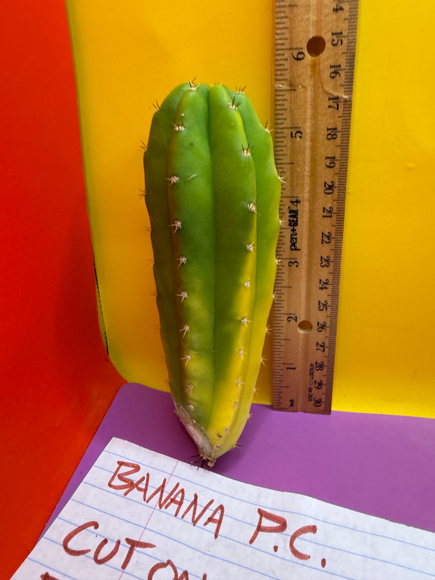 Banana San Pedro Cactus !