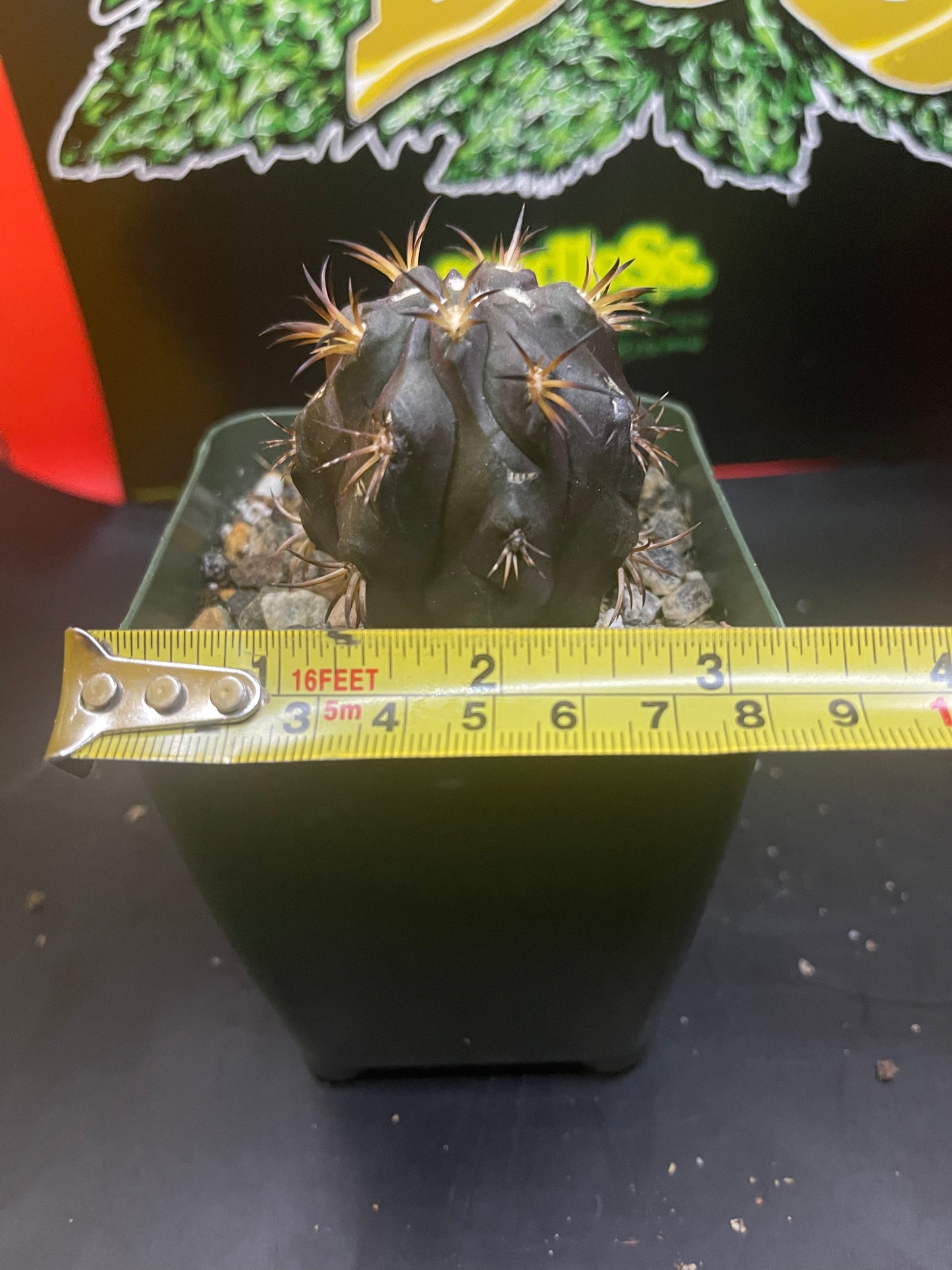 Copiapoa Dura