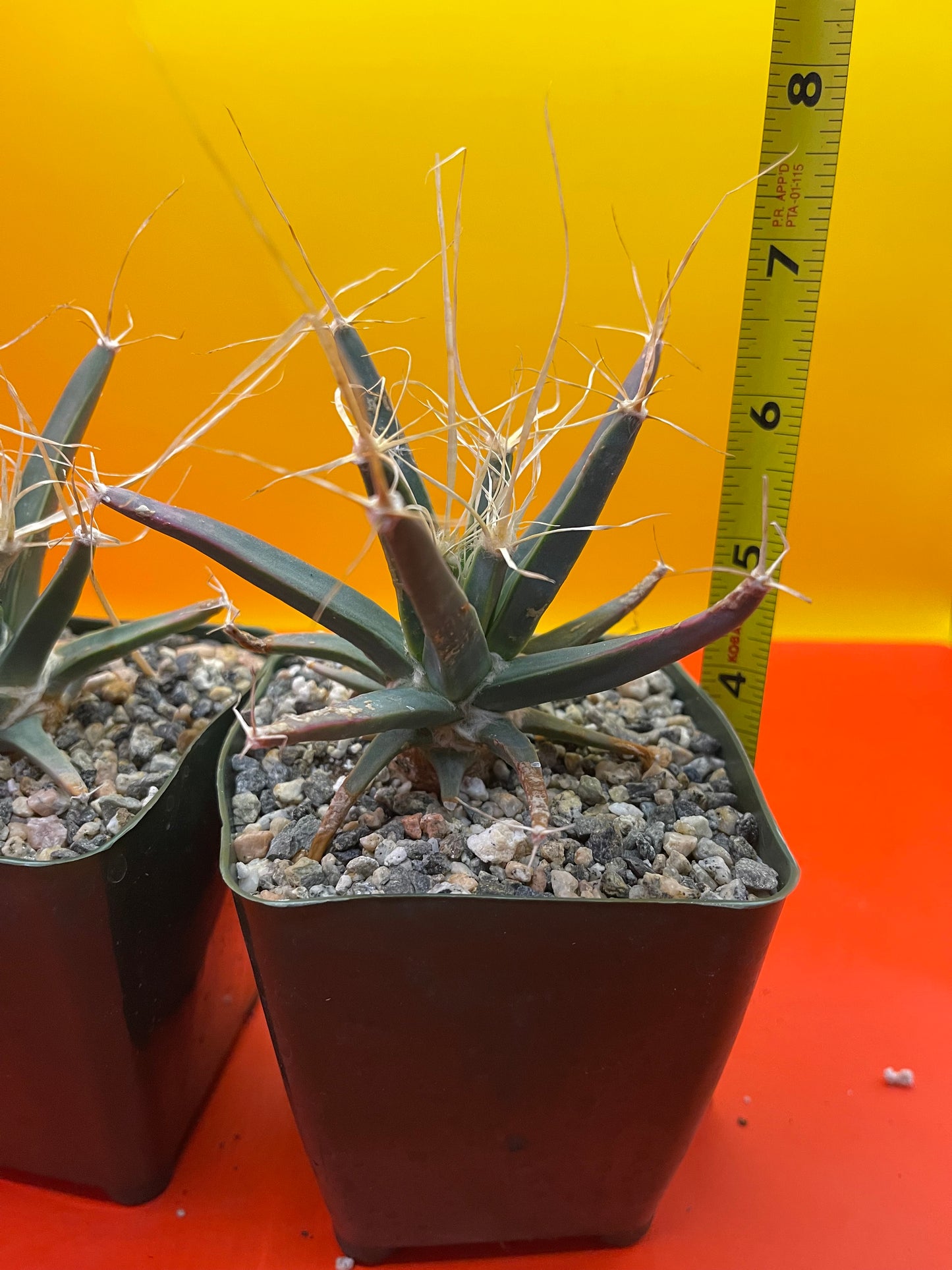 Leuchtenbergia