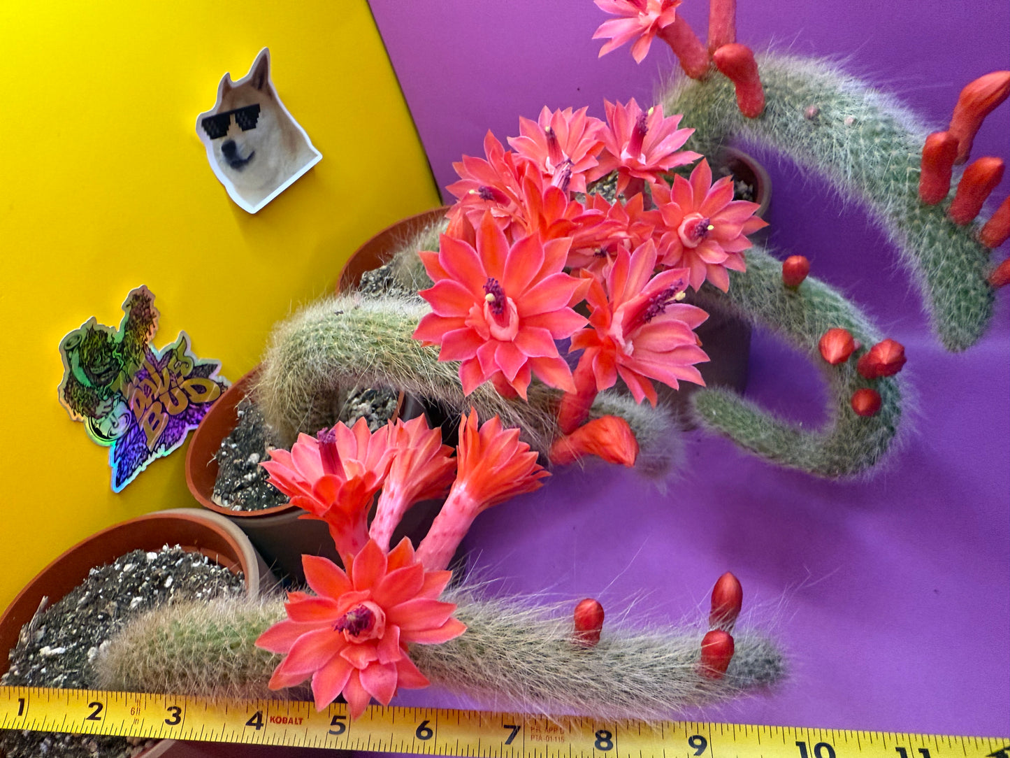 Monkey tail cactus !!