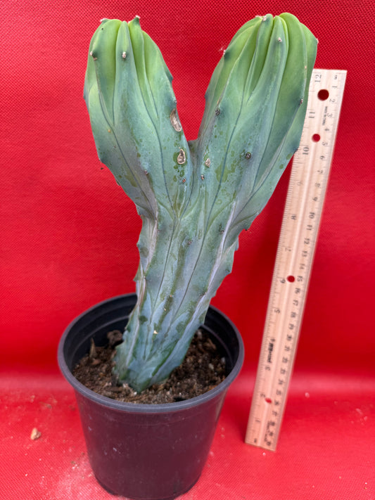 Dicot cresting Myrtillocactus!