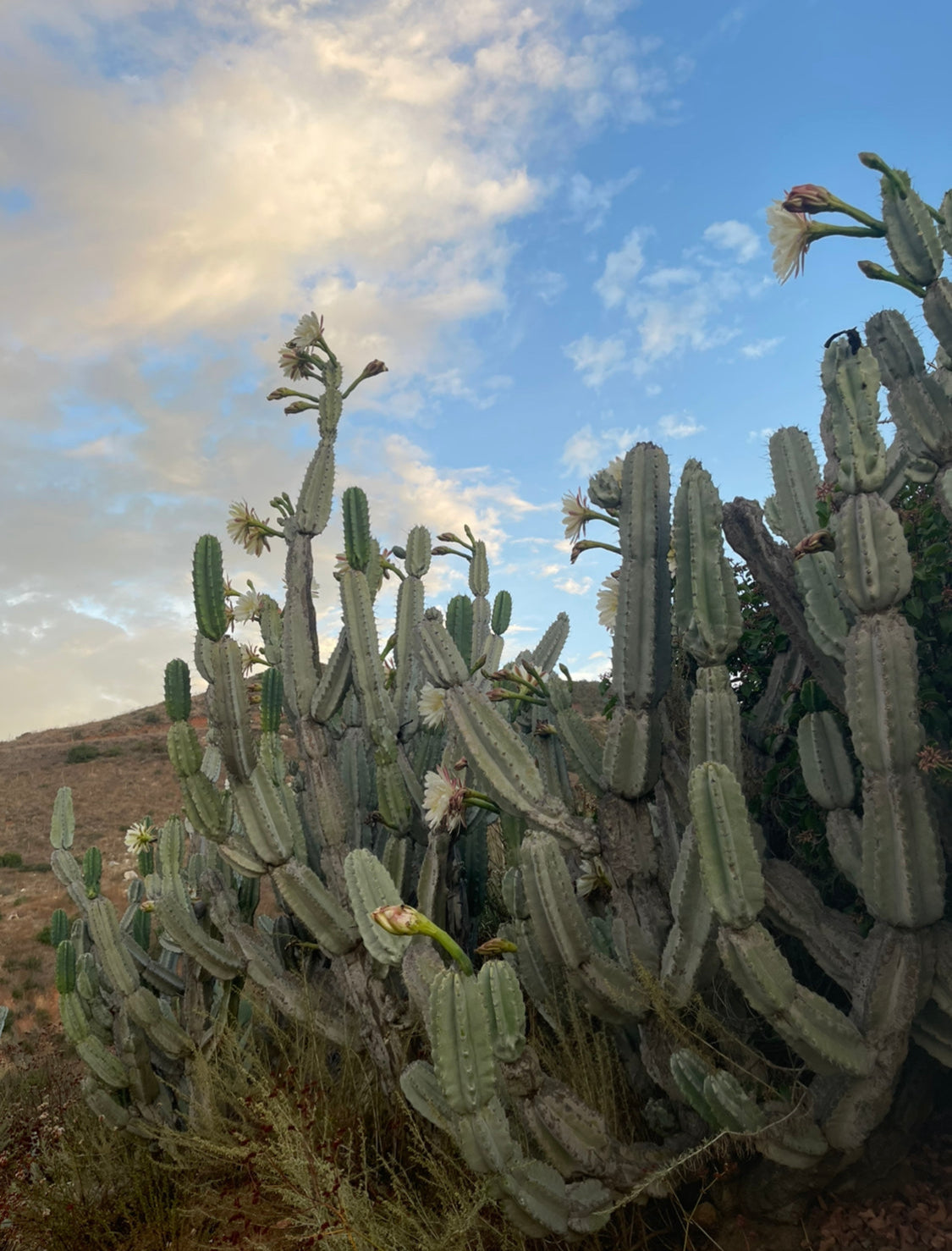 Free cactus seeds !!