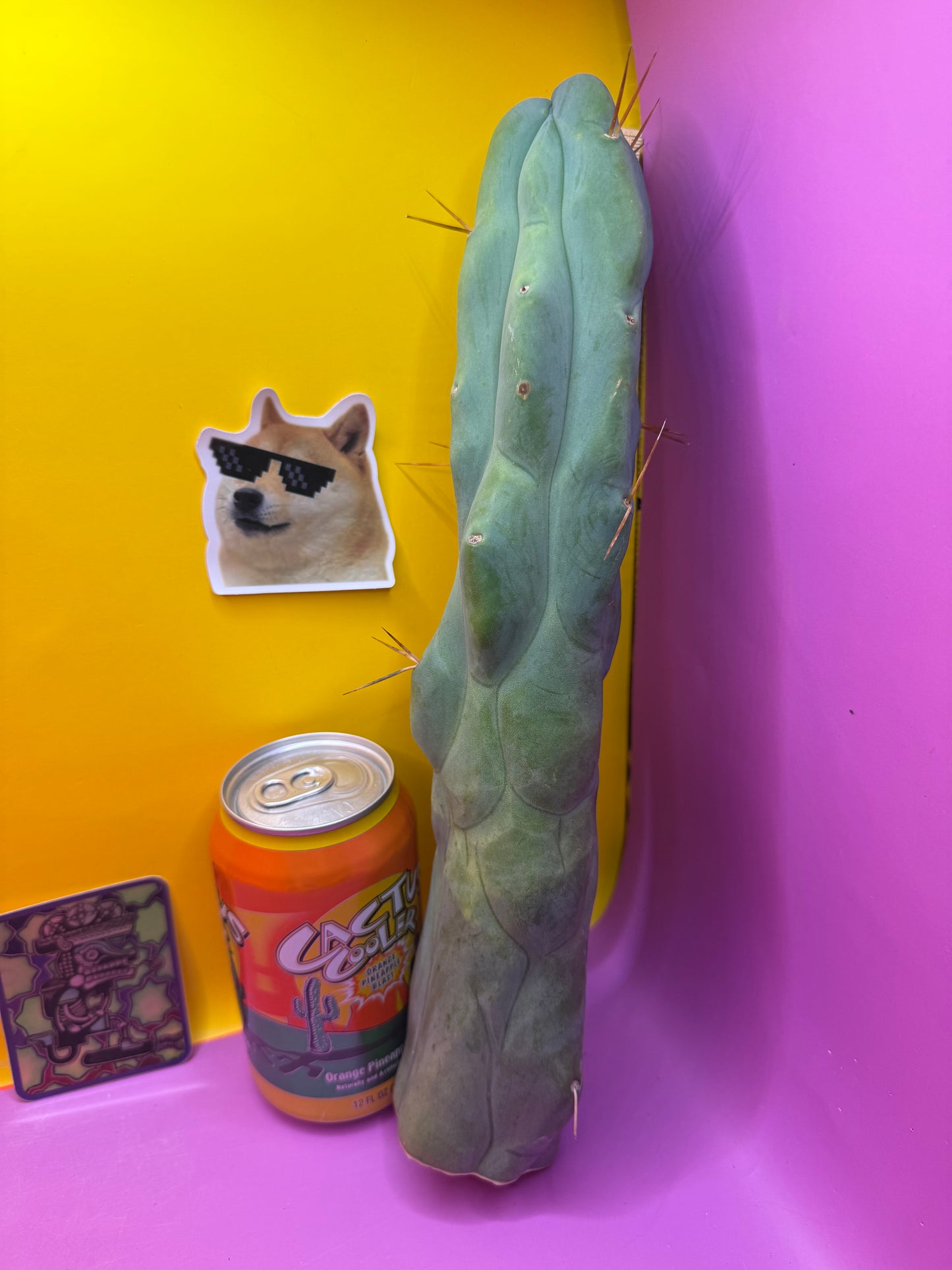 Extremely Rare “CALIFA”