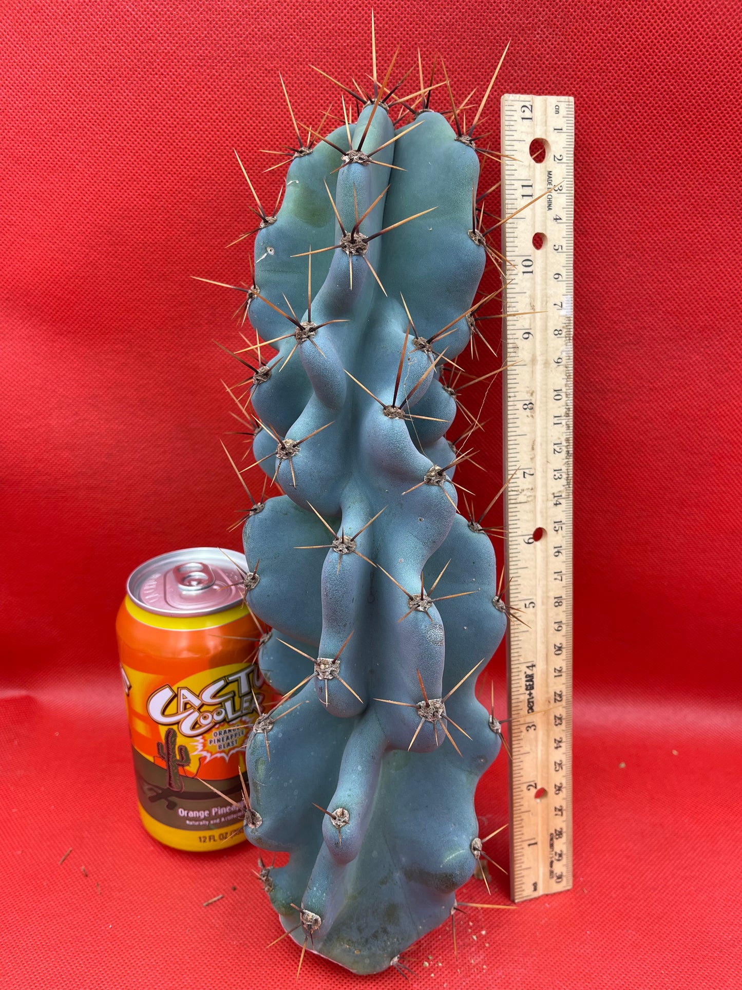 Cereus Monstrose - Gets cactus apples !