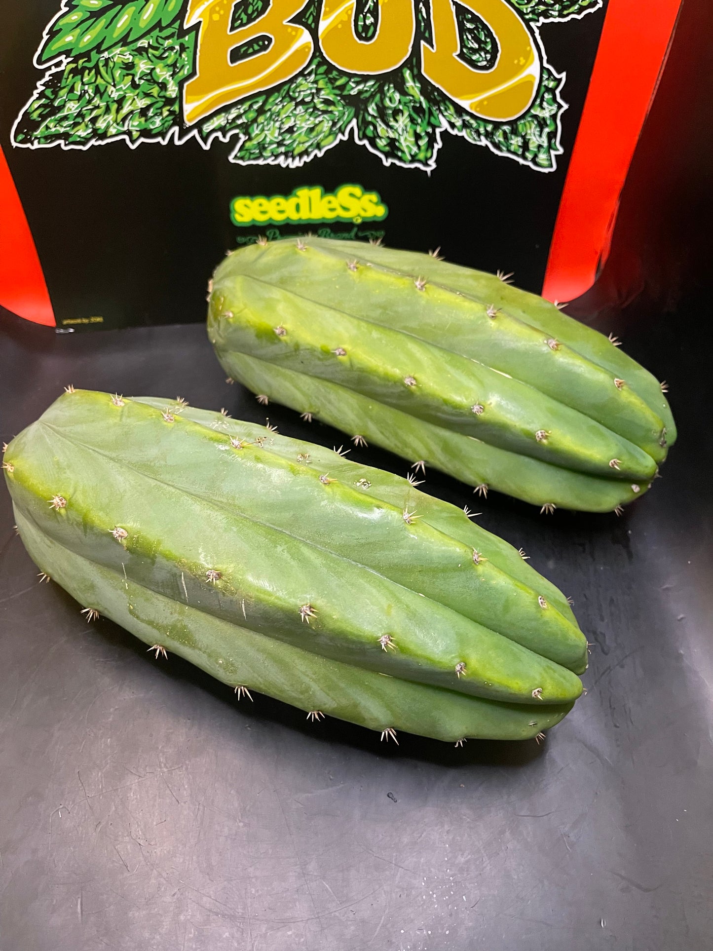 2 - 4” thick tips ! Big fat San Pedro cactus