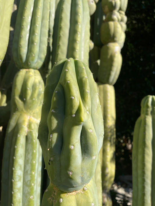 100 San Pedro Cactus - “Cahuilla” seeds!!