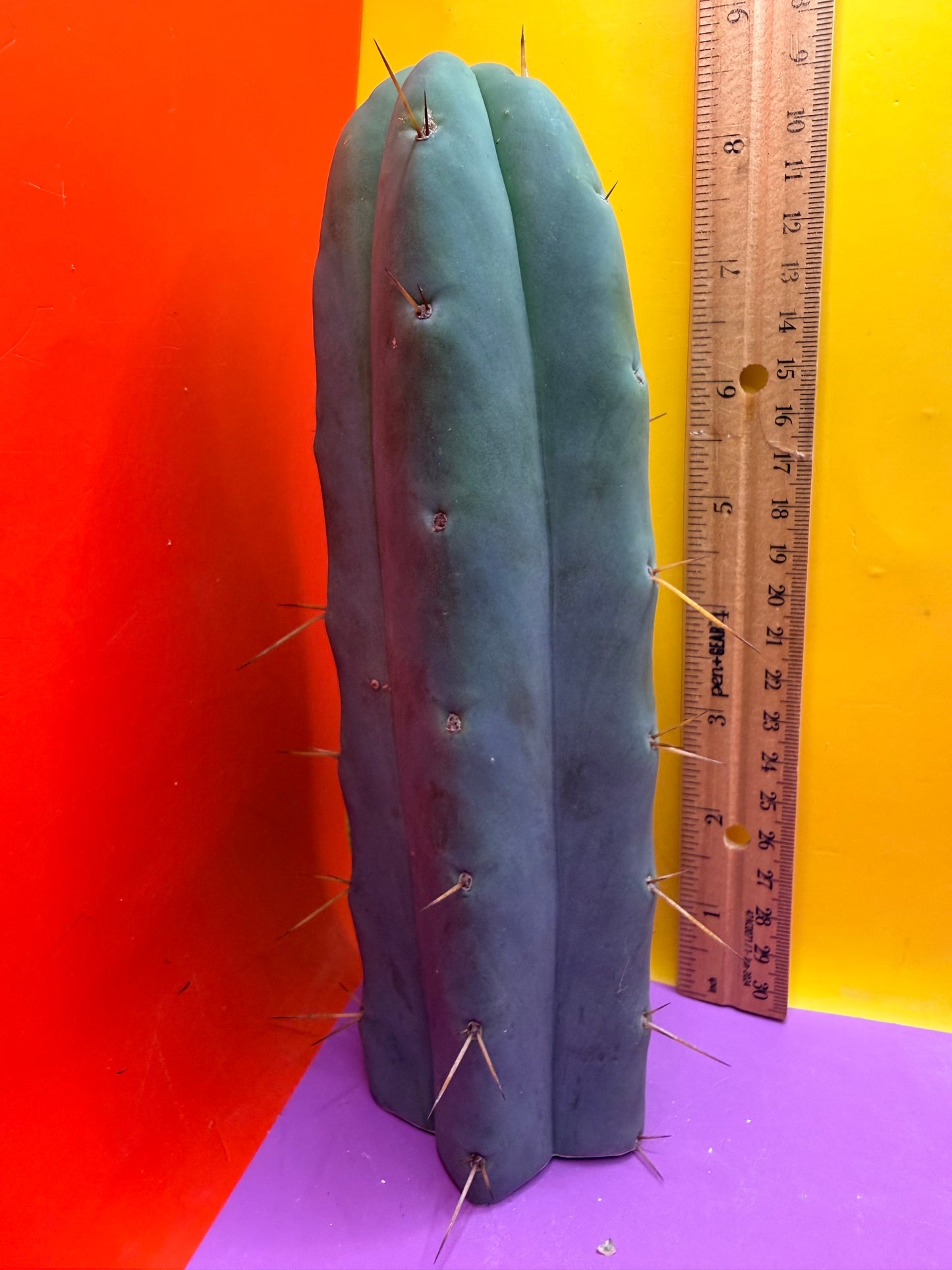 “TEX the ZONI” - “Texas”