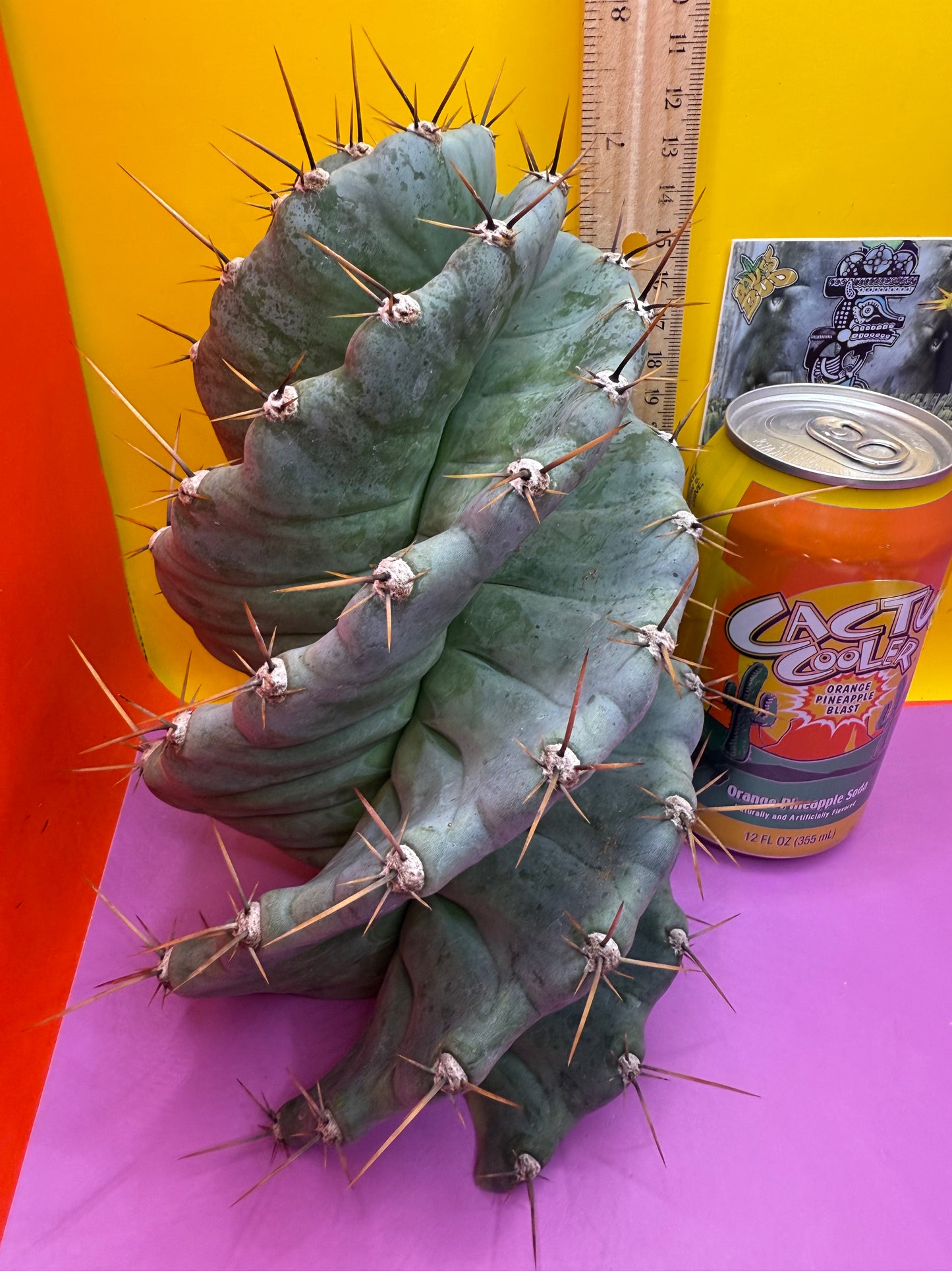 Spiral about 5” thick !!!