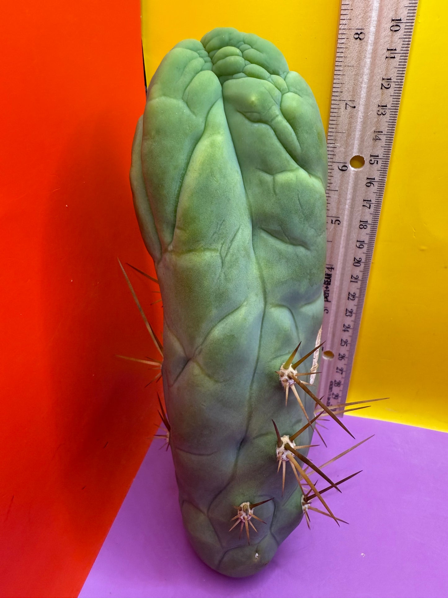 Bruce’s Dragon - almost 3” thick !