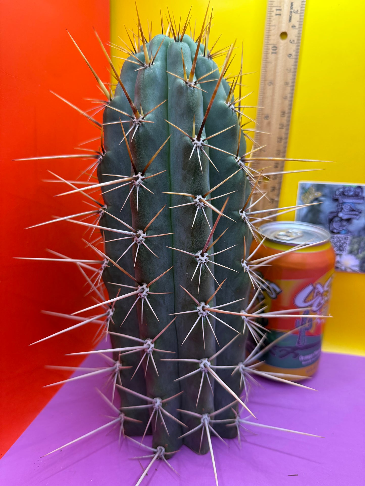 HUGE “SWAMP THING”trichocereus Cultivar !! Super thick