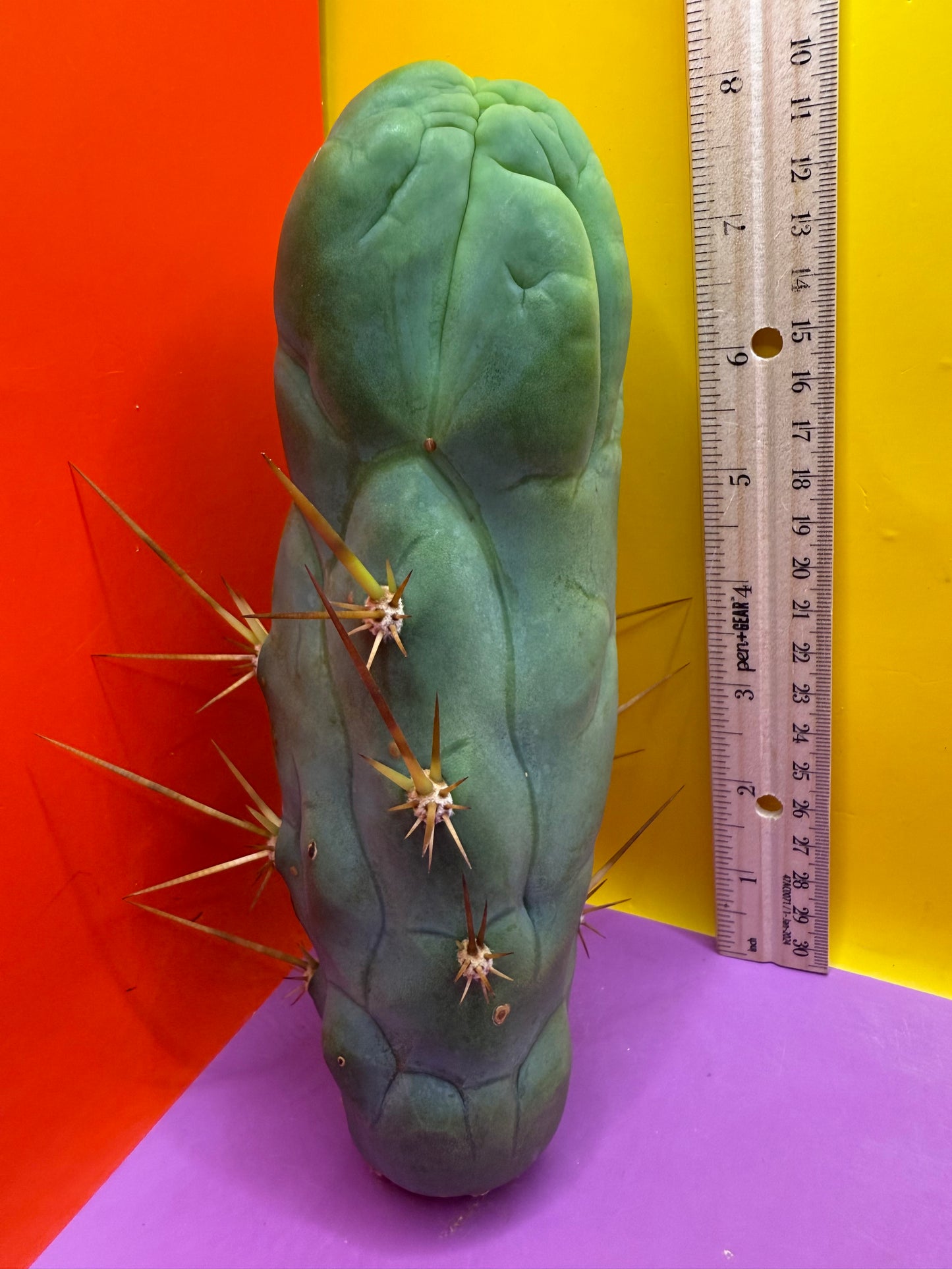 Bruce’s Dragon - almost 3” thick !