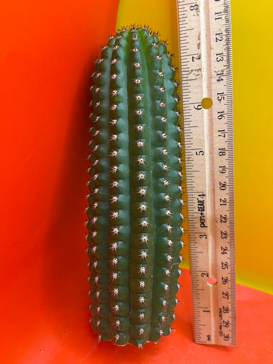 Trichocereus Brevispinulosus