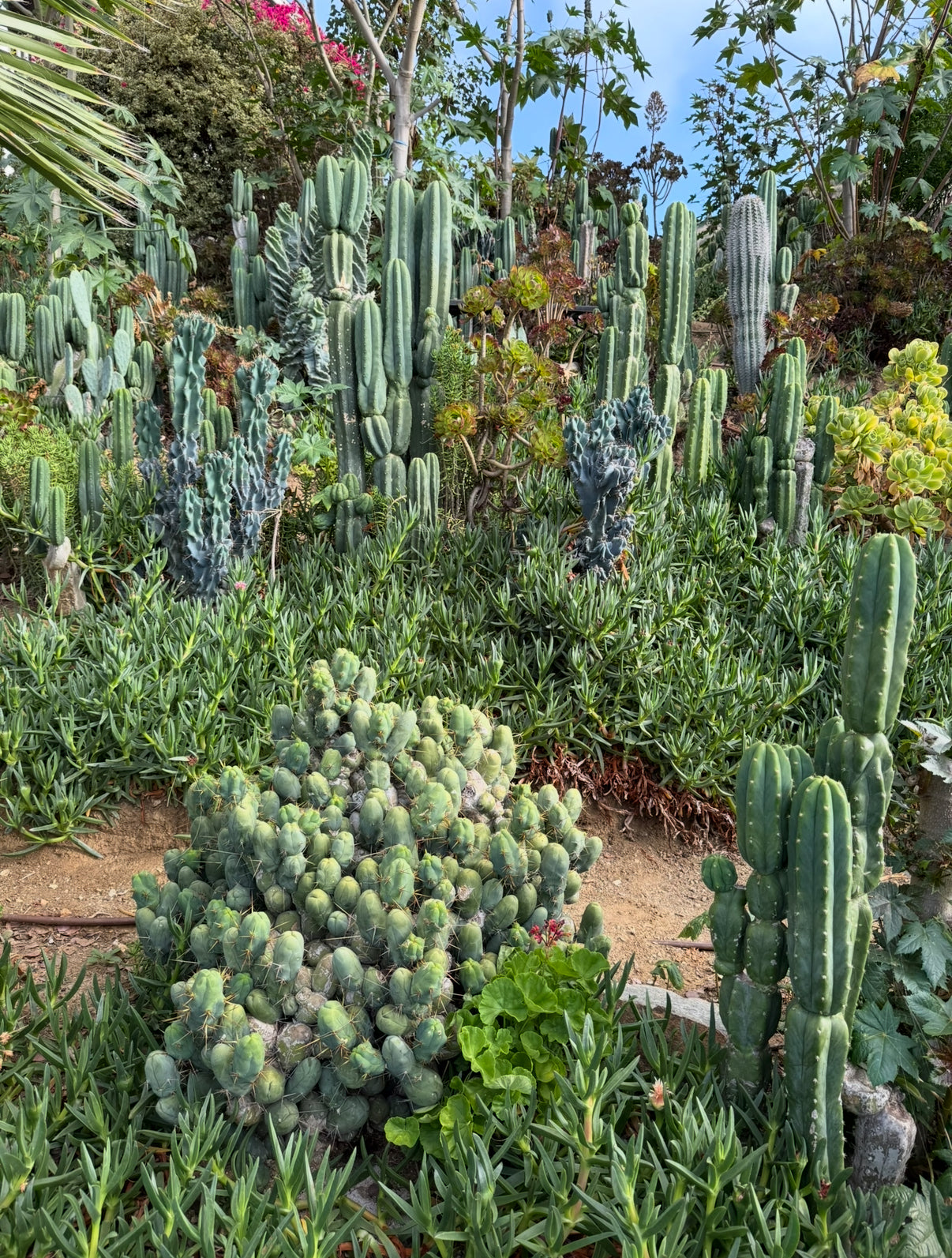 TBM cutting for sale !