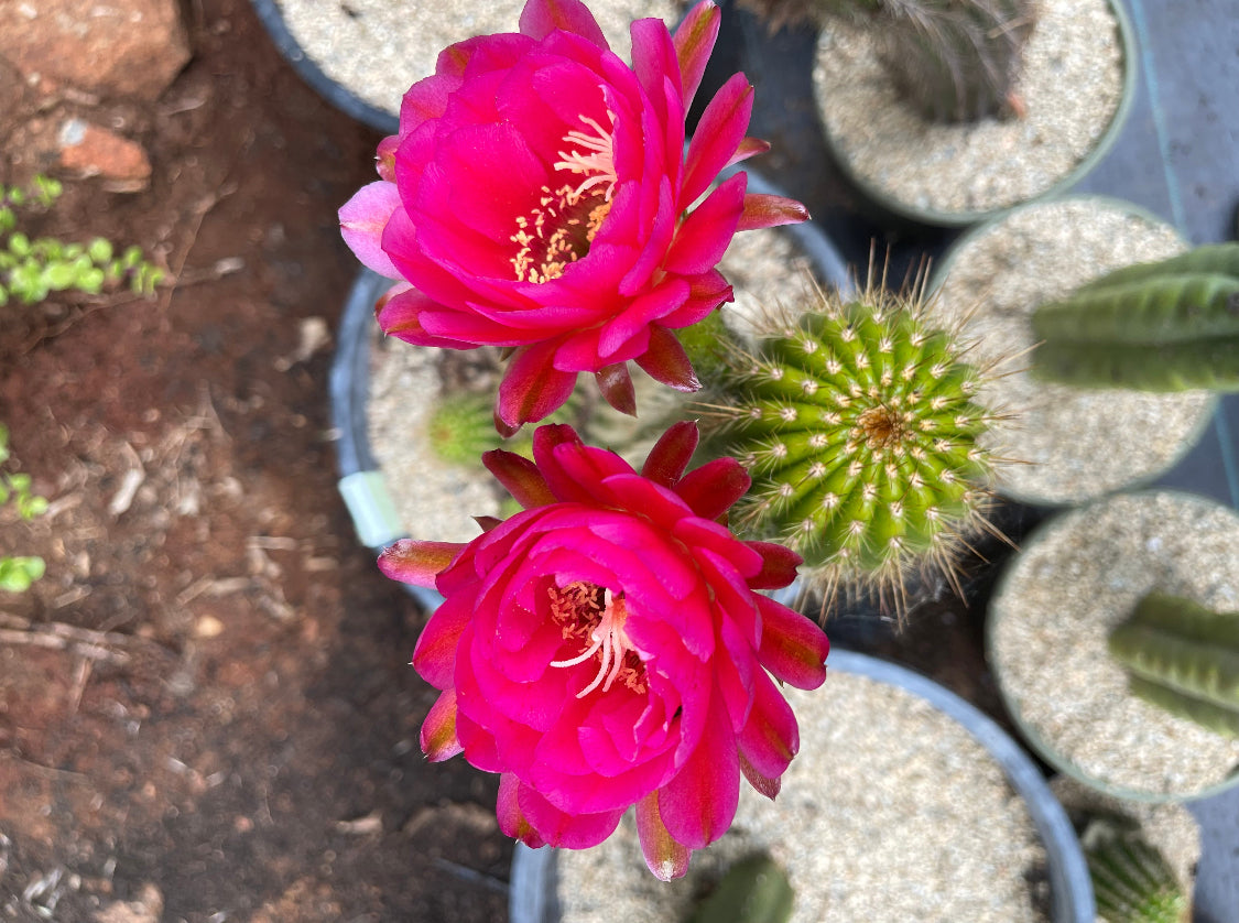 Neon pink flowering trichocereus seeds  (25)!