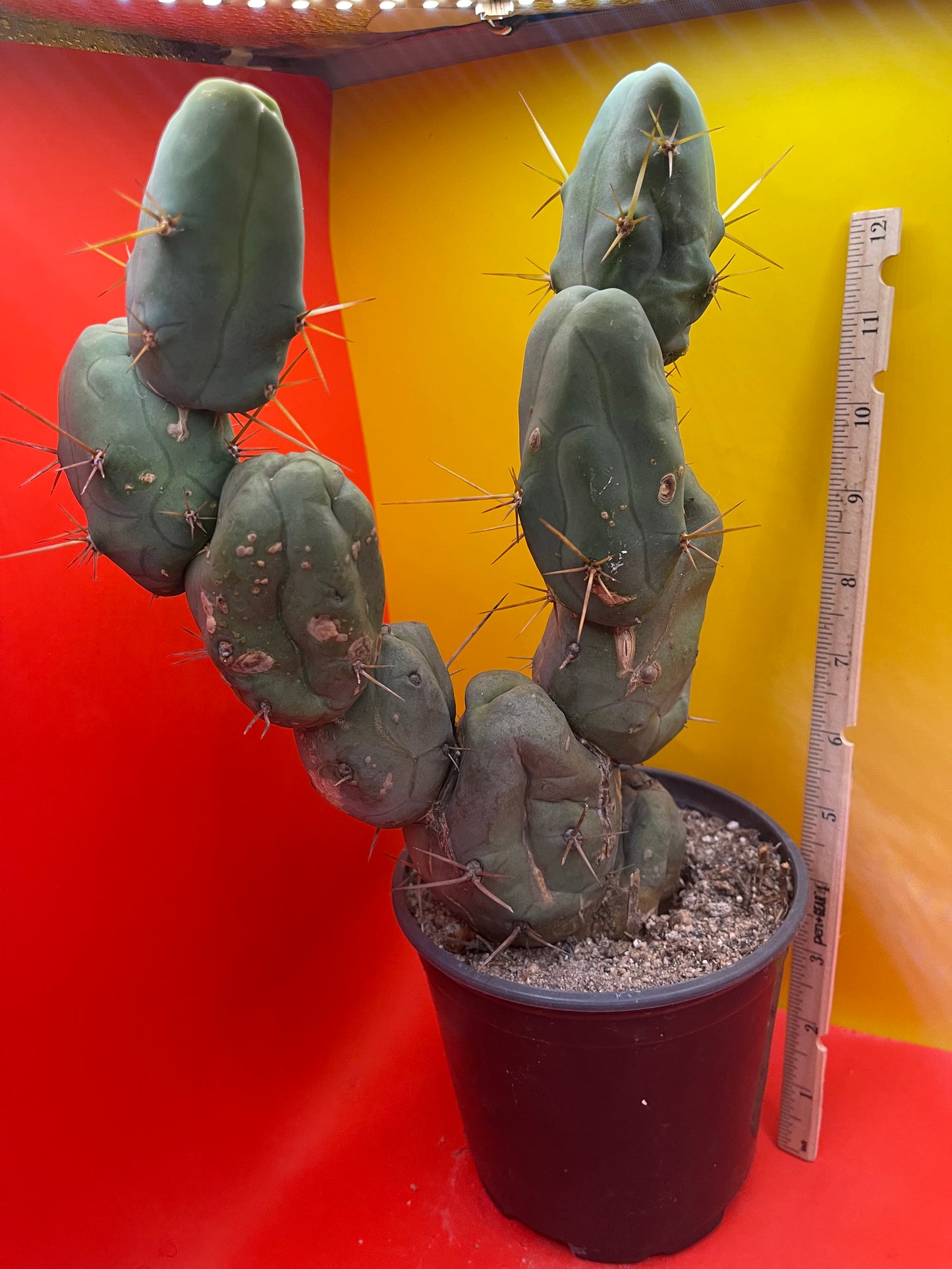 Tbm-B cactus in pot !