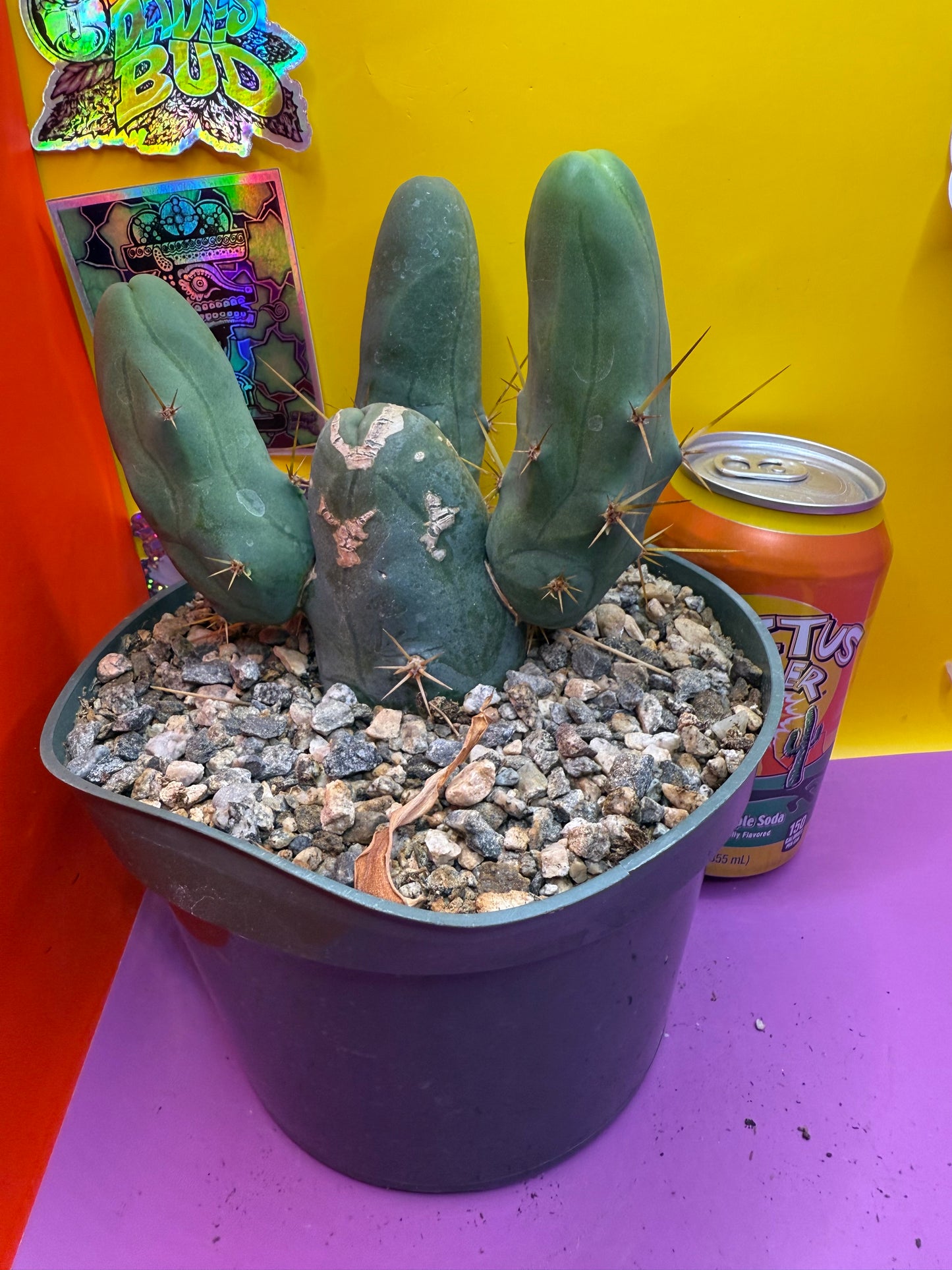 TBM potted cactus with 4 segments !!
