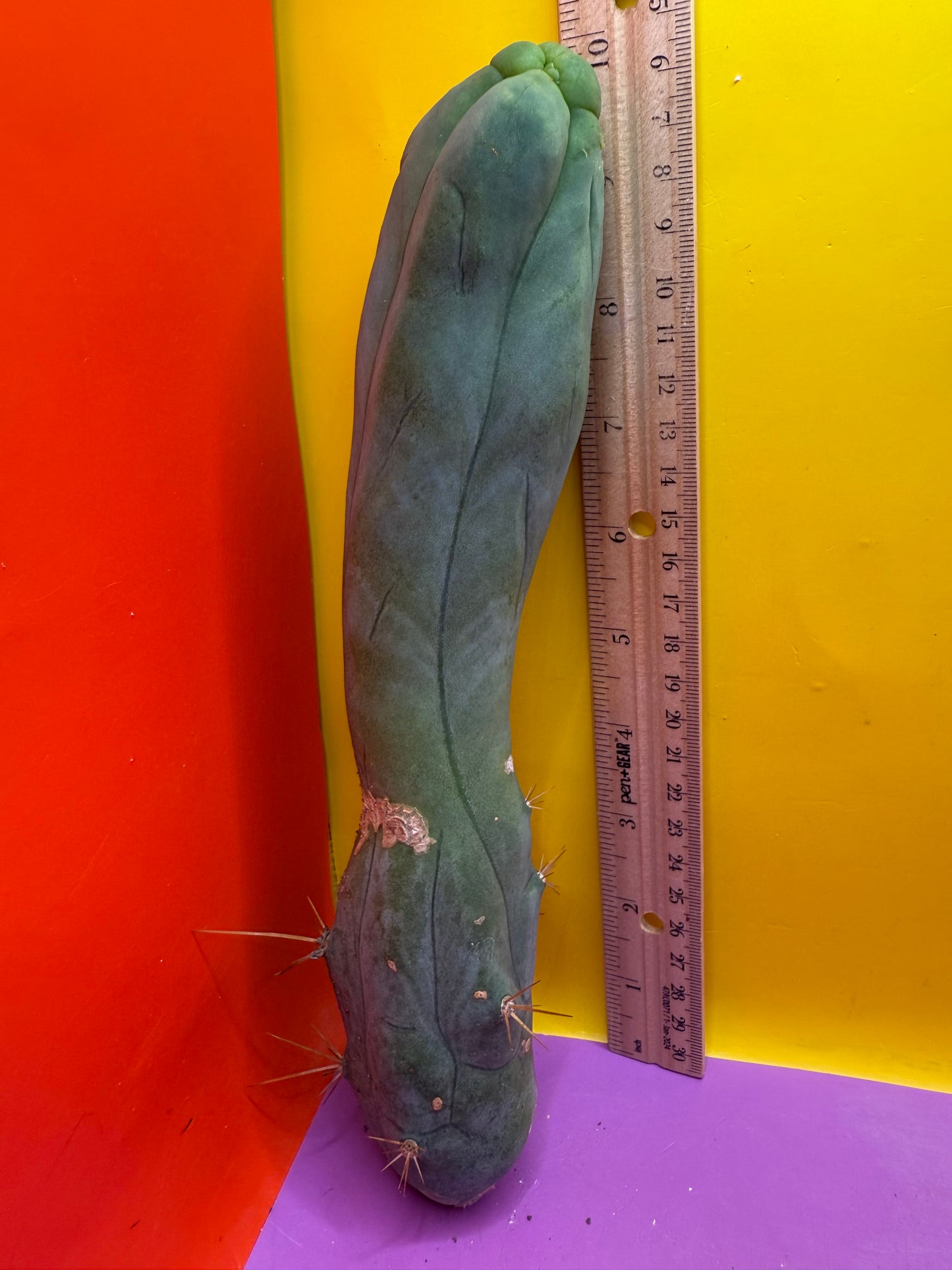 TBM-A LONG FORM CACTUS