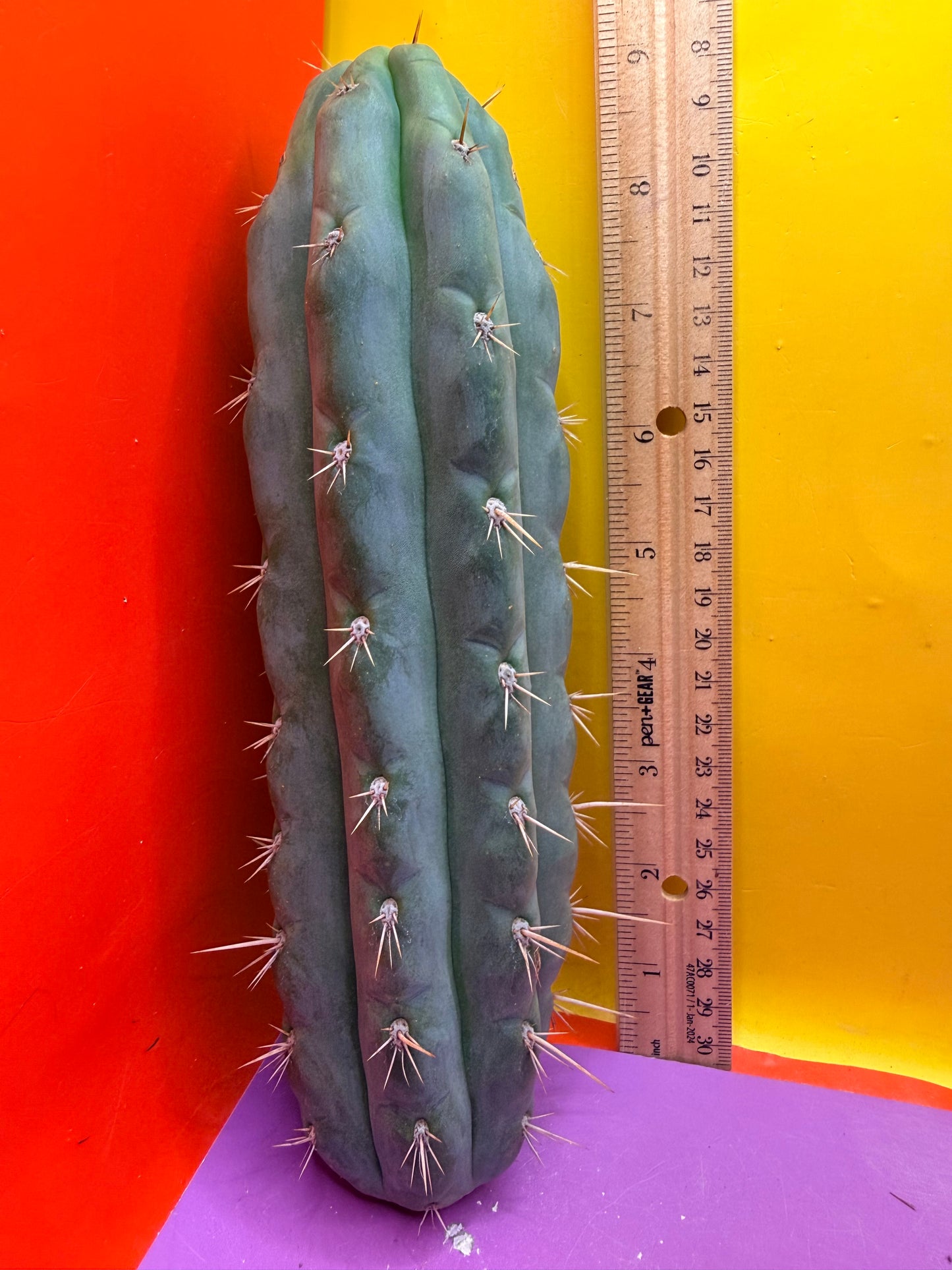 SS03 !!! TRICHOCEREUS