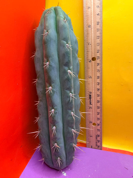 SS03 !!! TRICHOCEREUS