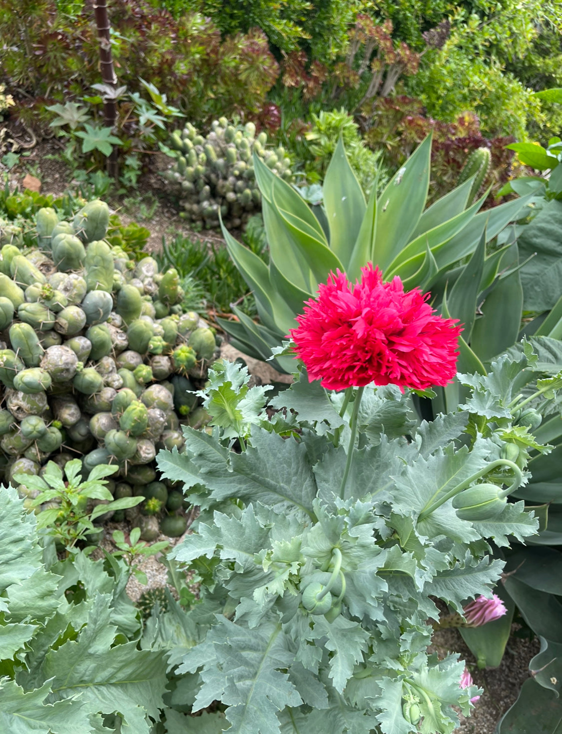 FREE PAPAVER SOMIMIFERIUM