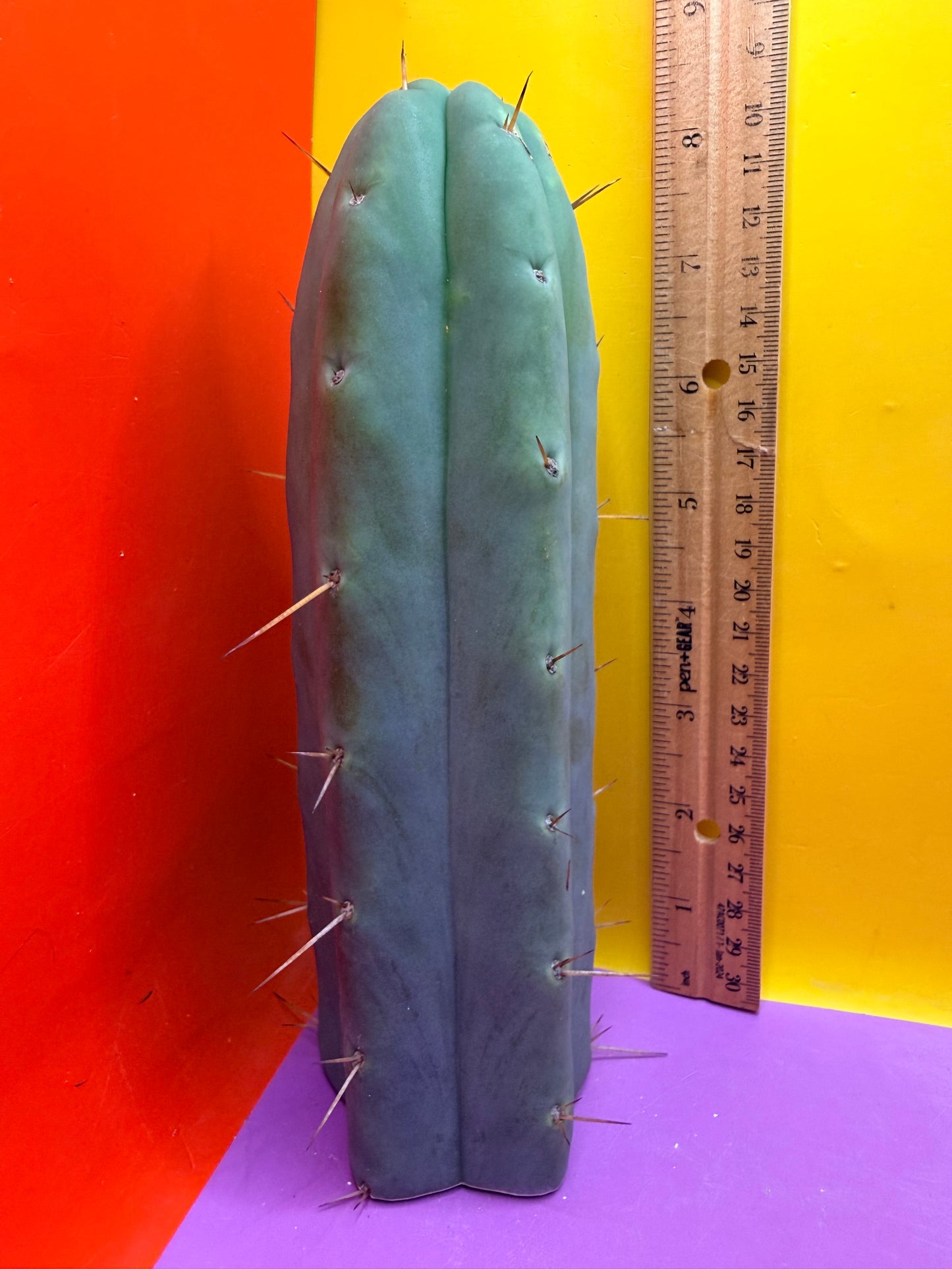 “TEX the ZONI” - “Texas”