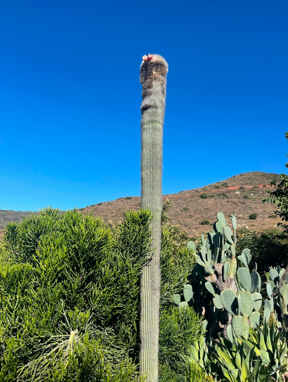 Cephalocereus Senilis Seeds