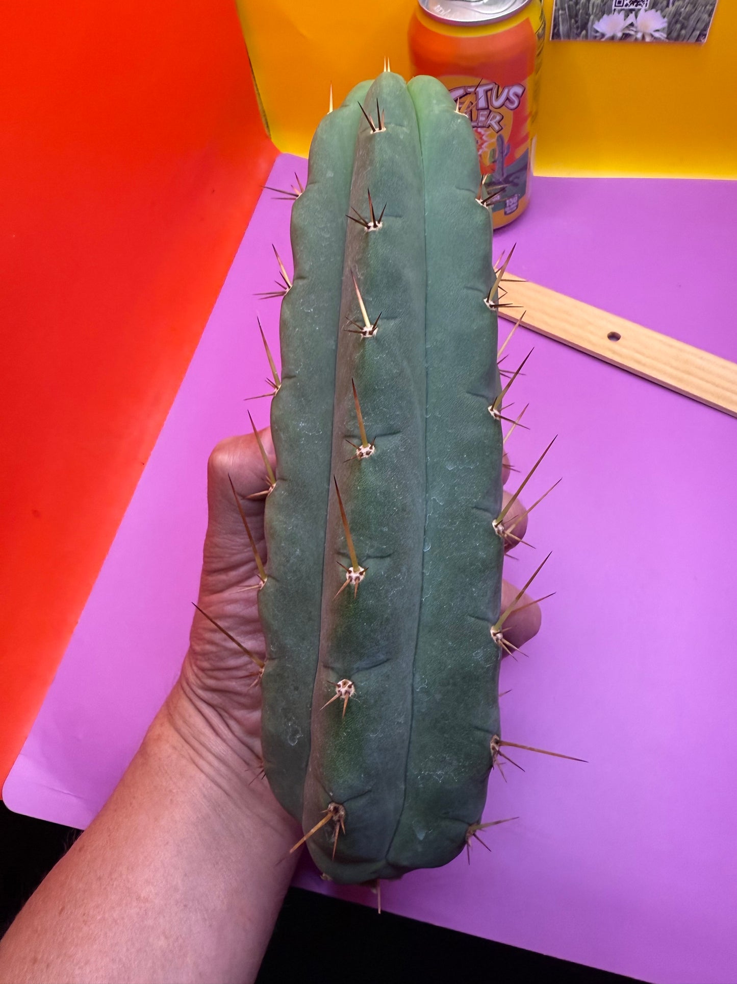 Yowie x Wowie cactus cutting