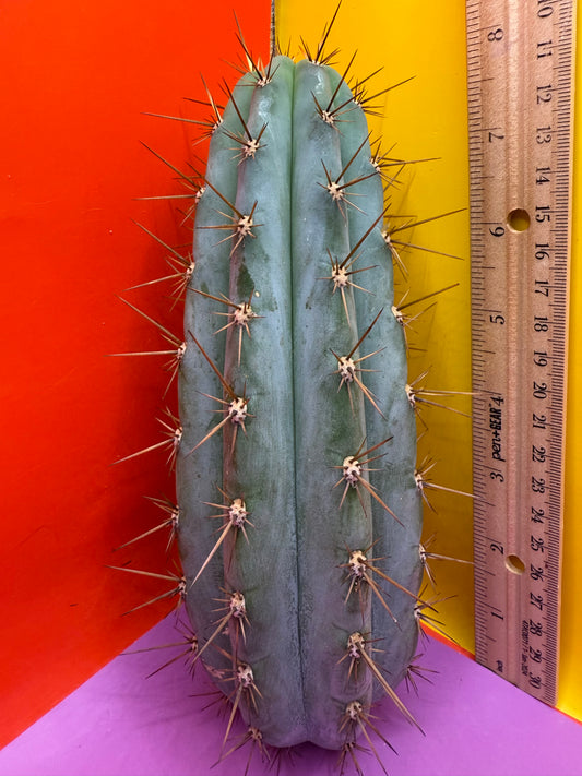 Trichocereus Matucana !