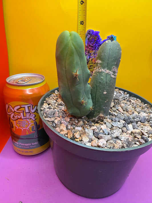 TBM cactus !!