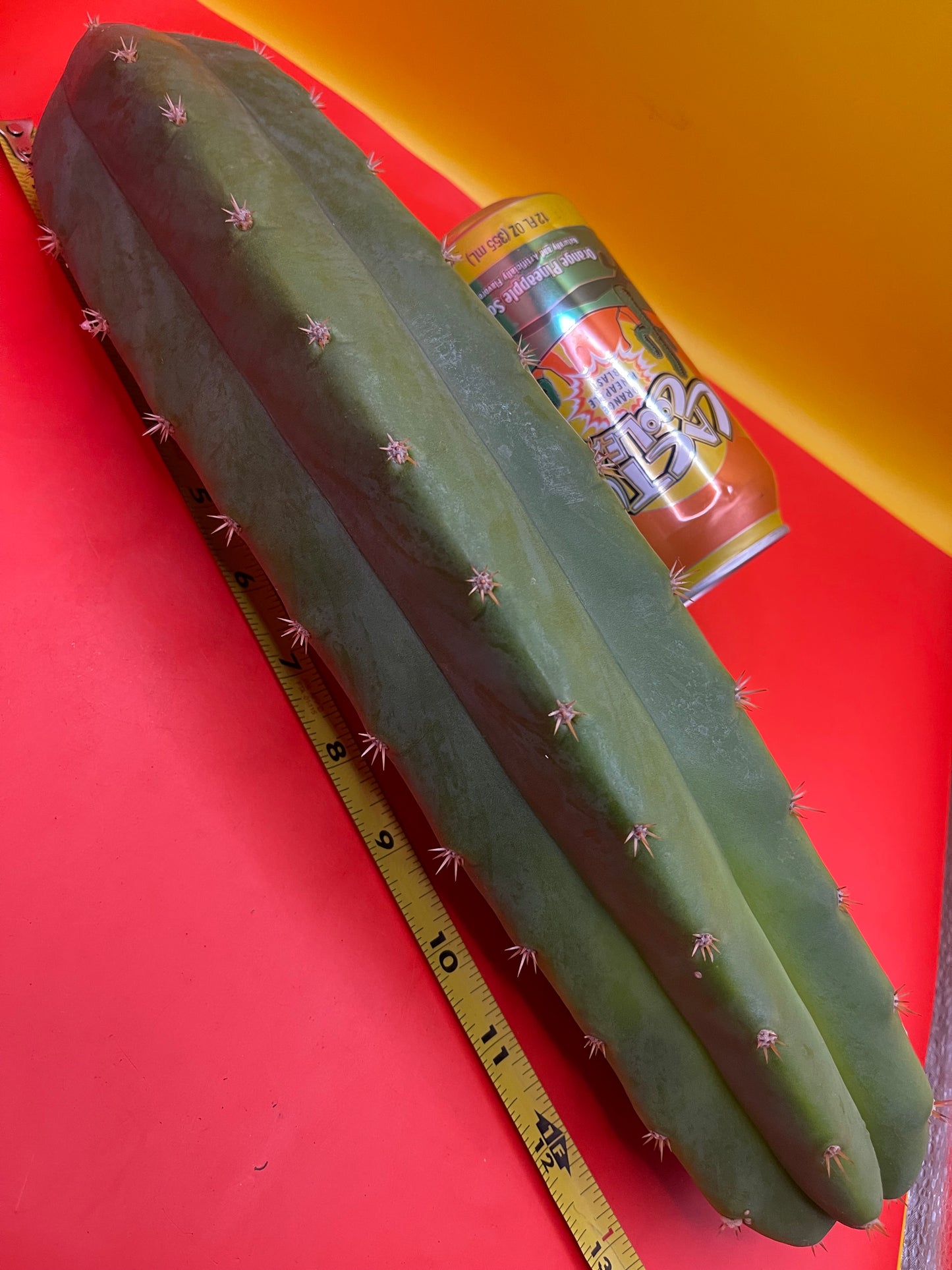 San Pedro cactus ! 12”-14” long 3”+