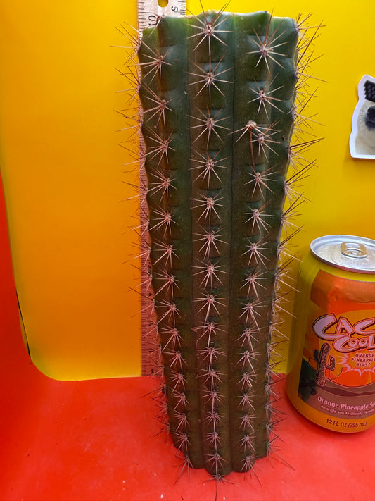 Trichocereus thelegonus