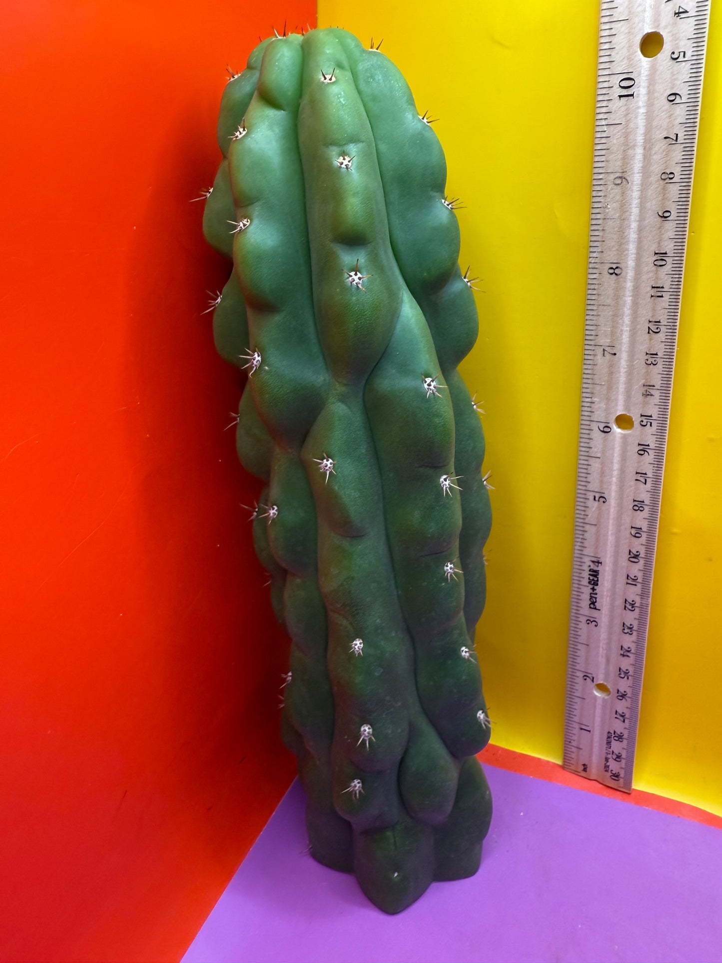 Monstrose San Pedro Cactus! This exact one