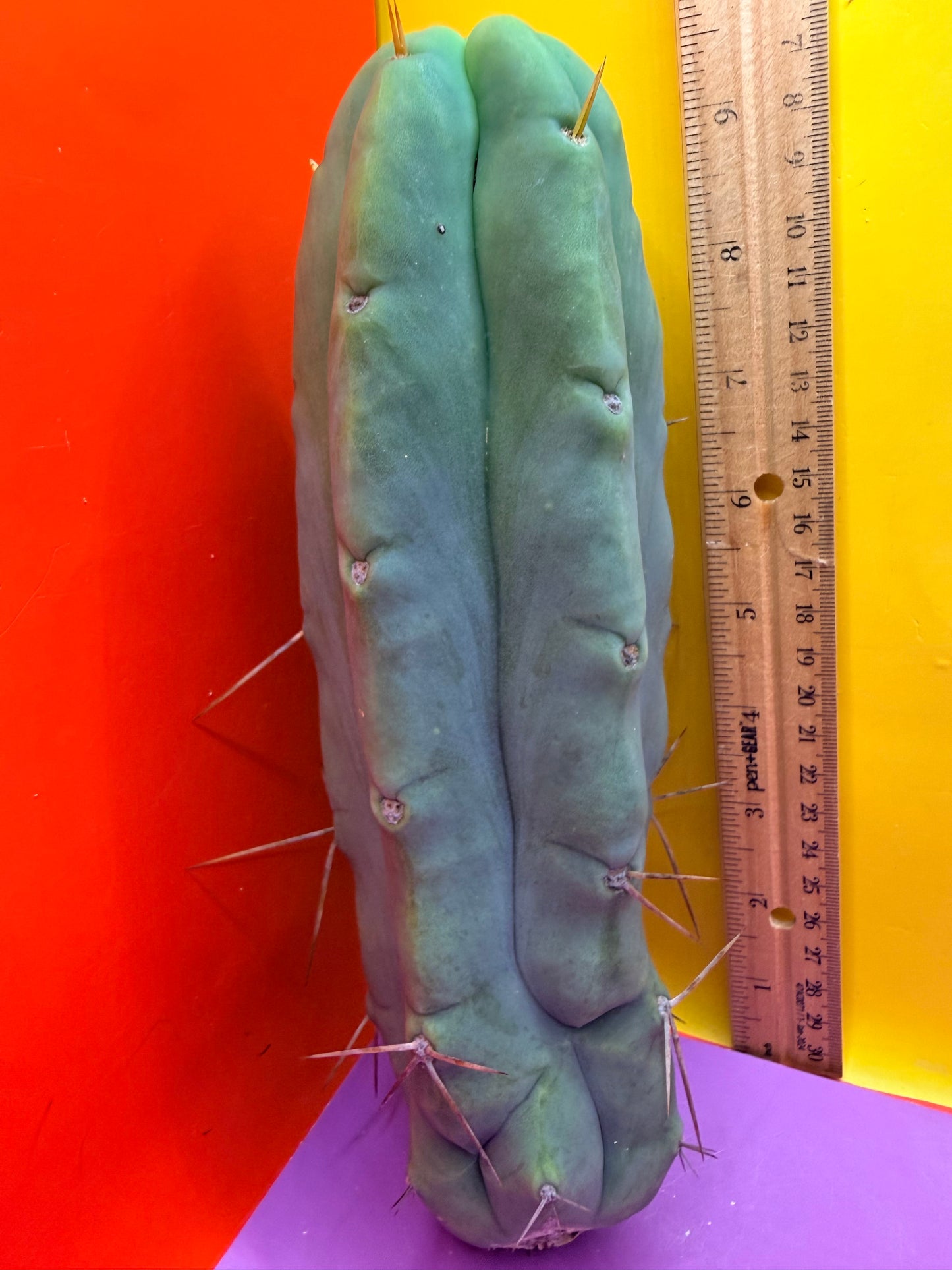 Bald BRIDGESII “LMA” La Mirada Angelo