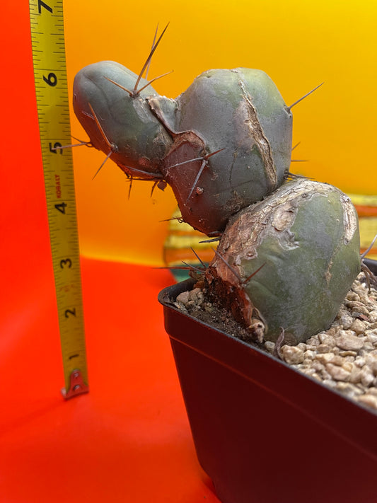TBM CACTUS !