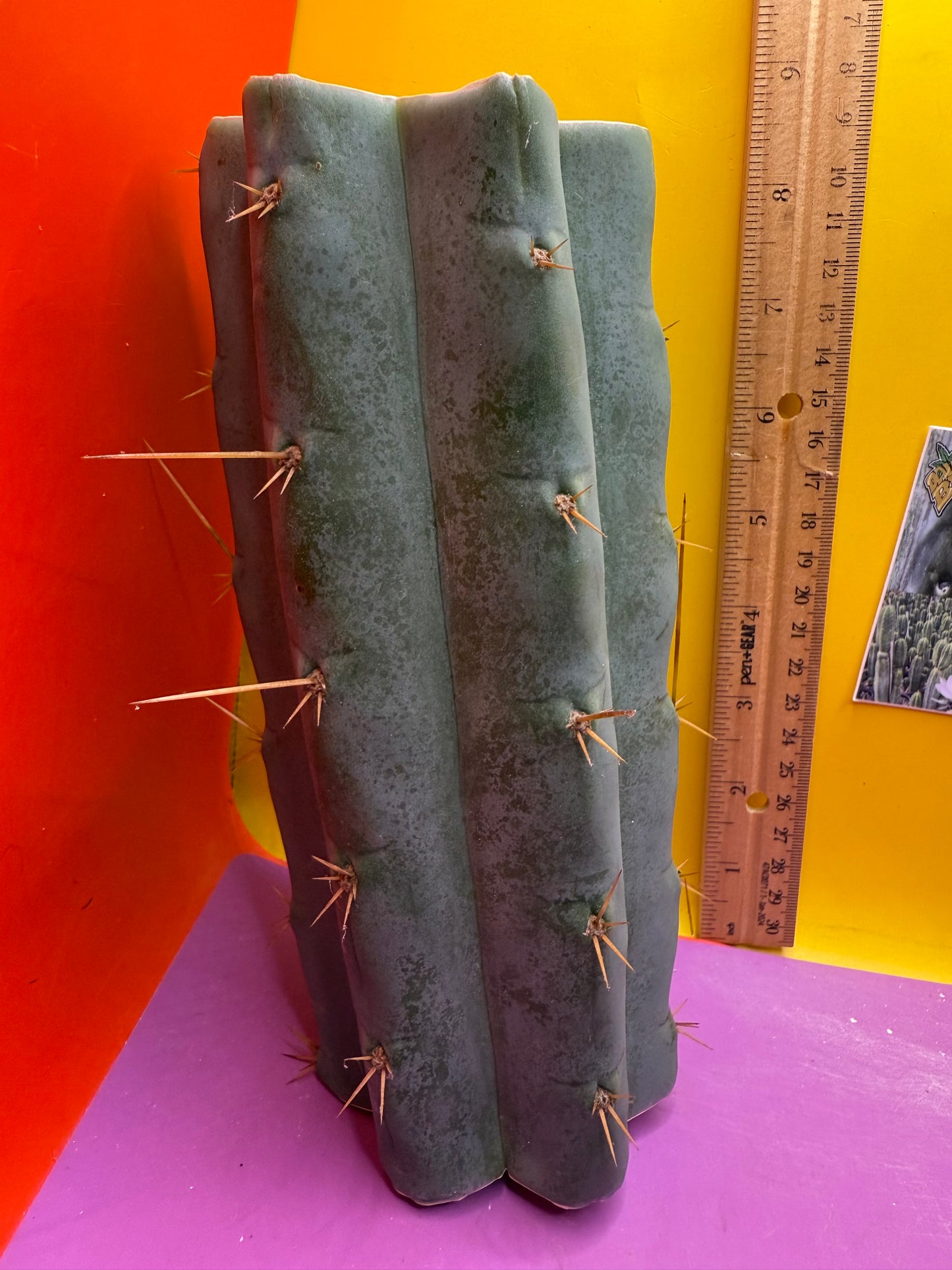 Trichocereus Bridgesii hybrid !