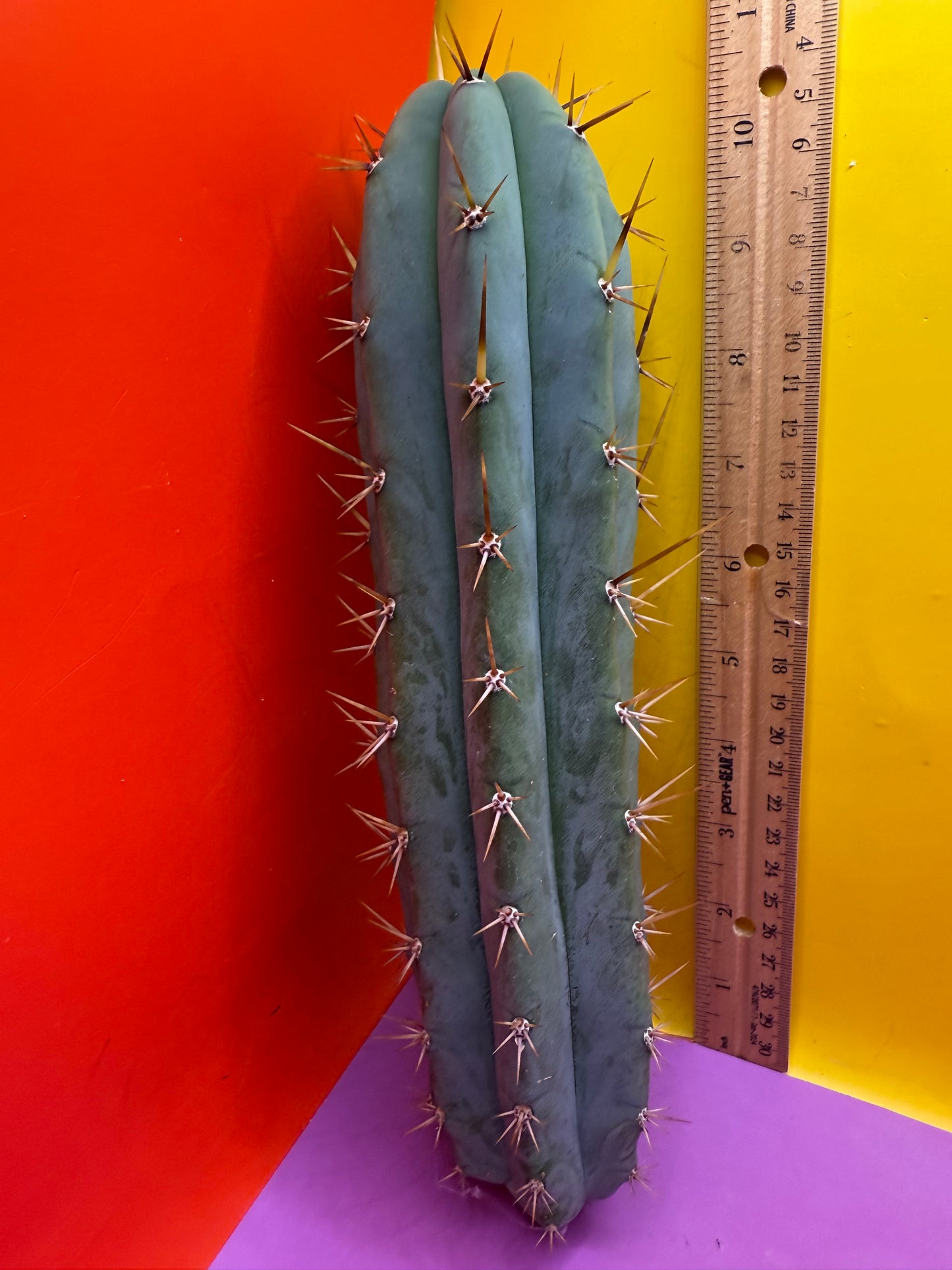 TIG X YOWIE- SAN pedro cactus