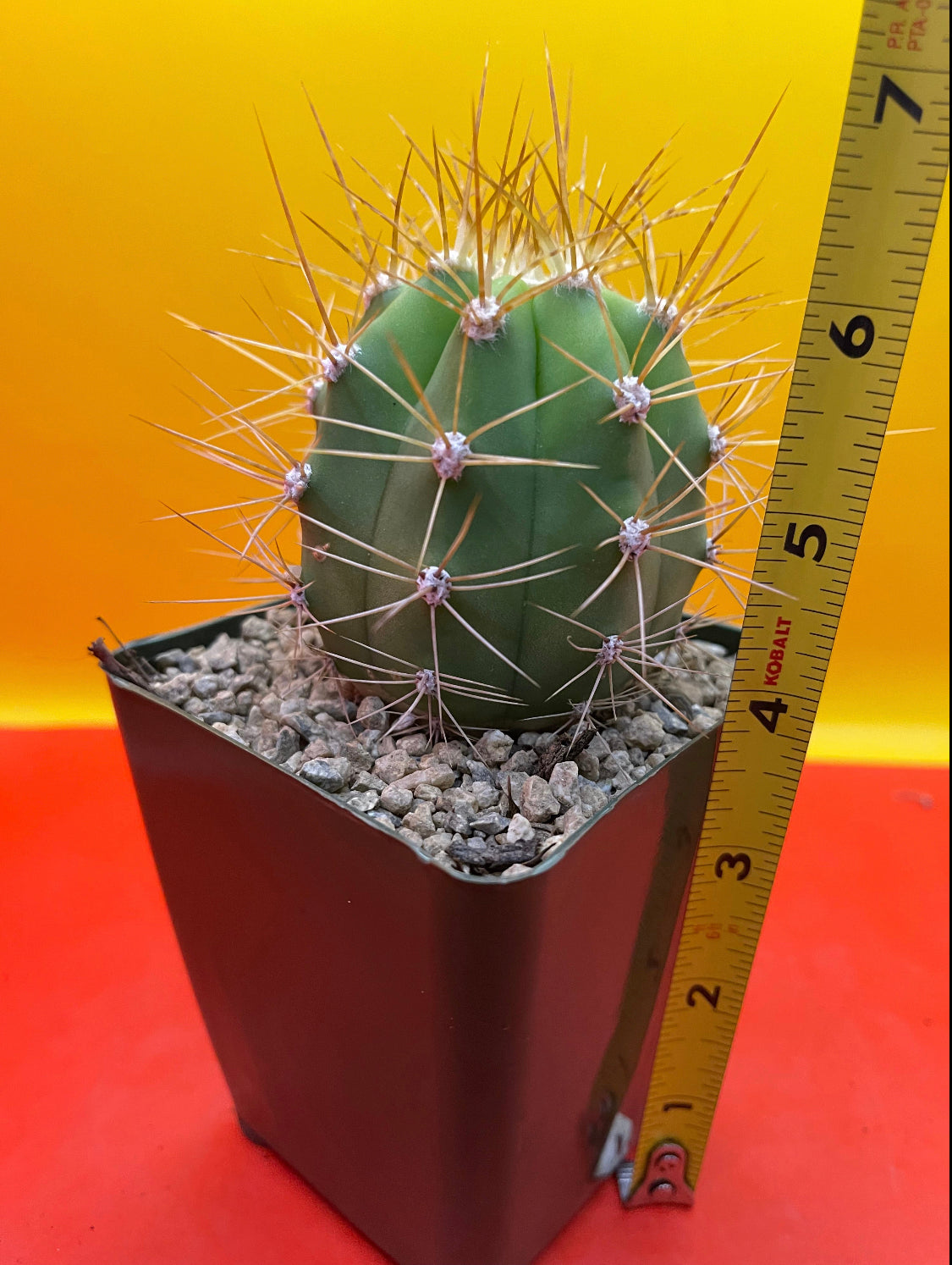 100 Trichocereus terscheckii Seeds !