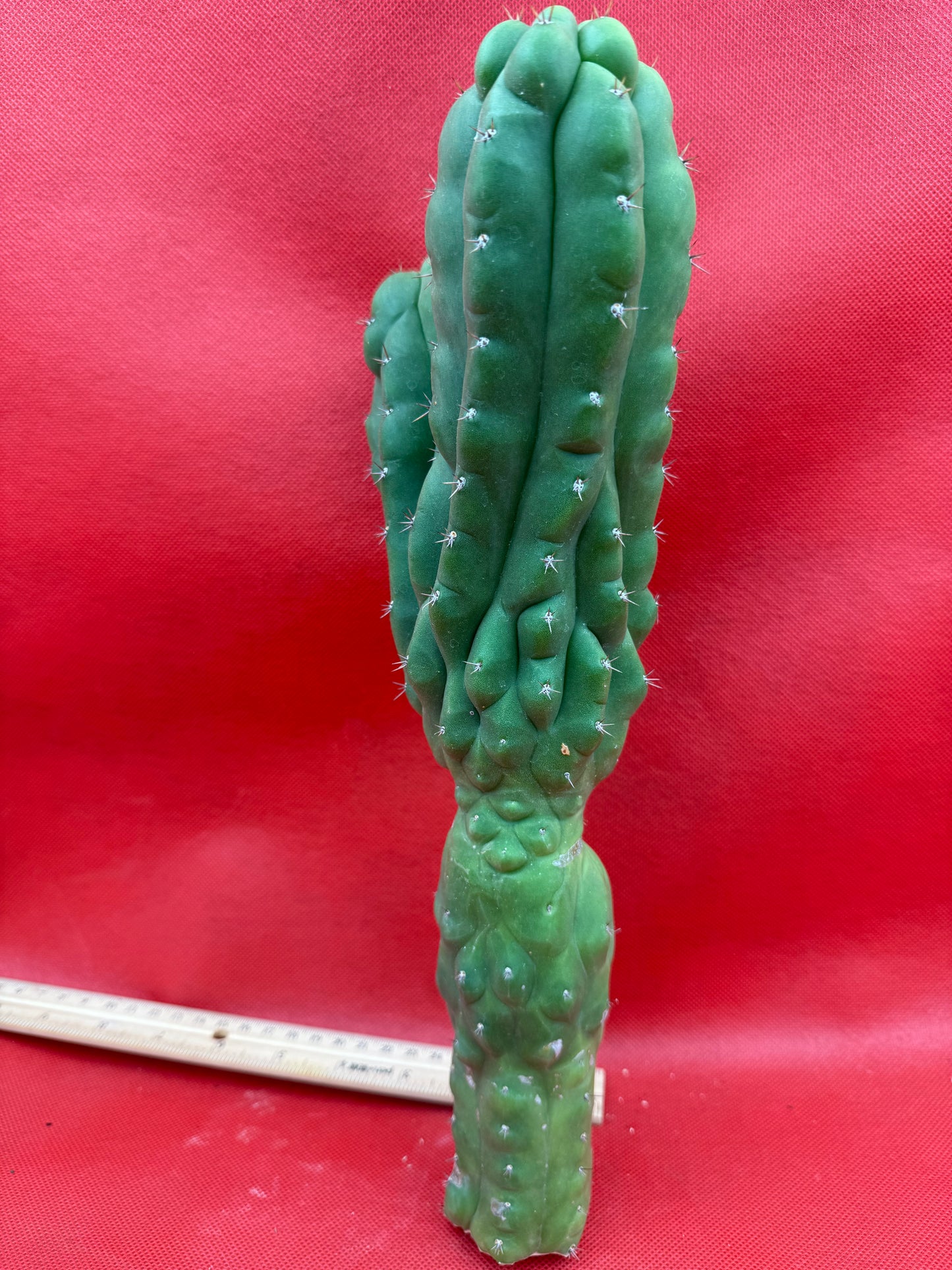 Dicot TPM !! Trichocereus Pachanoi monstrose