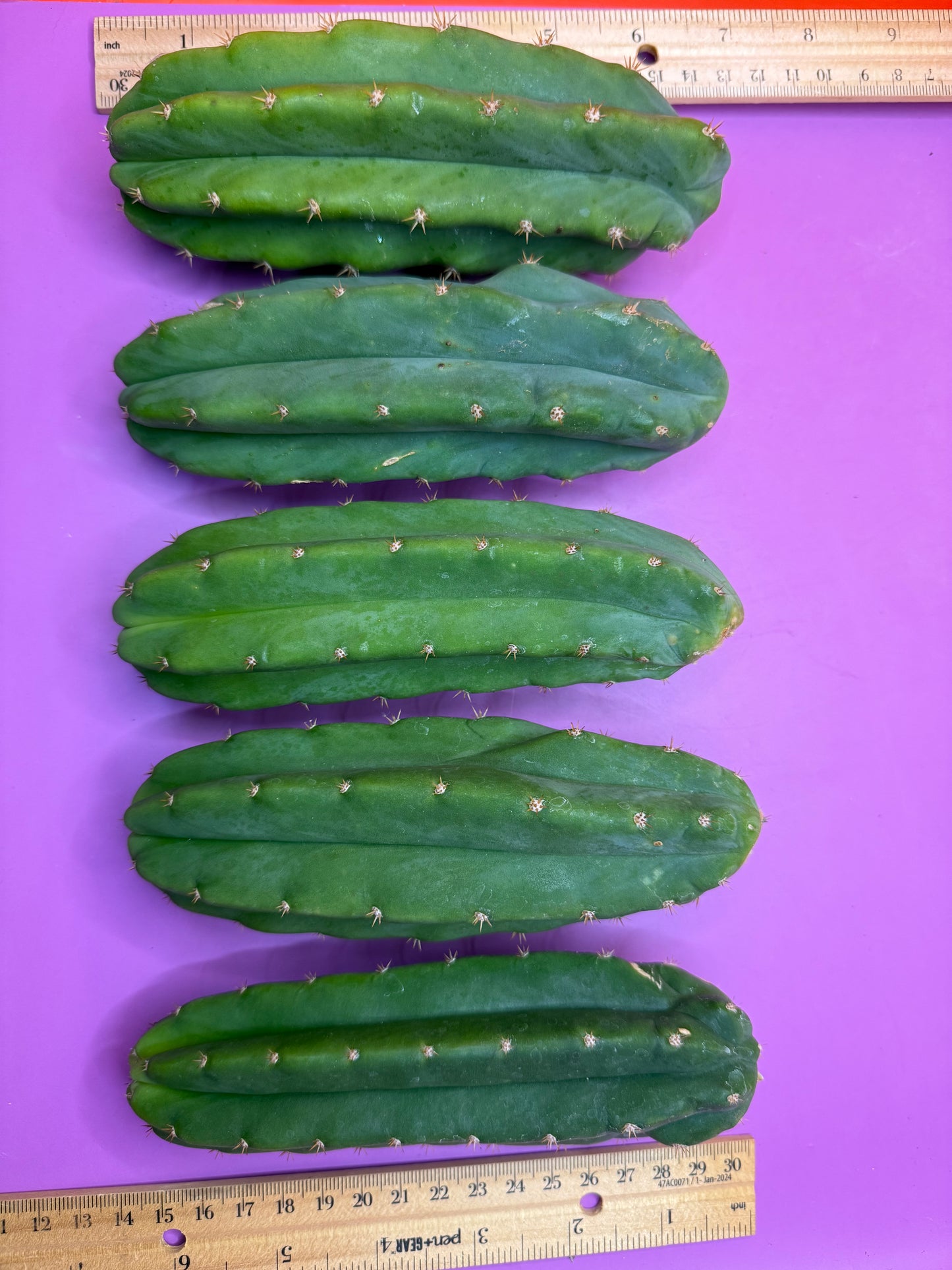 5 cactus bundle pack !!