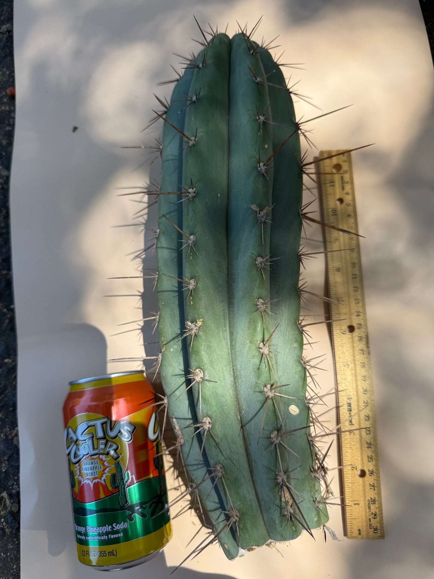 “Serra blue” San Pedro Cactus !