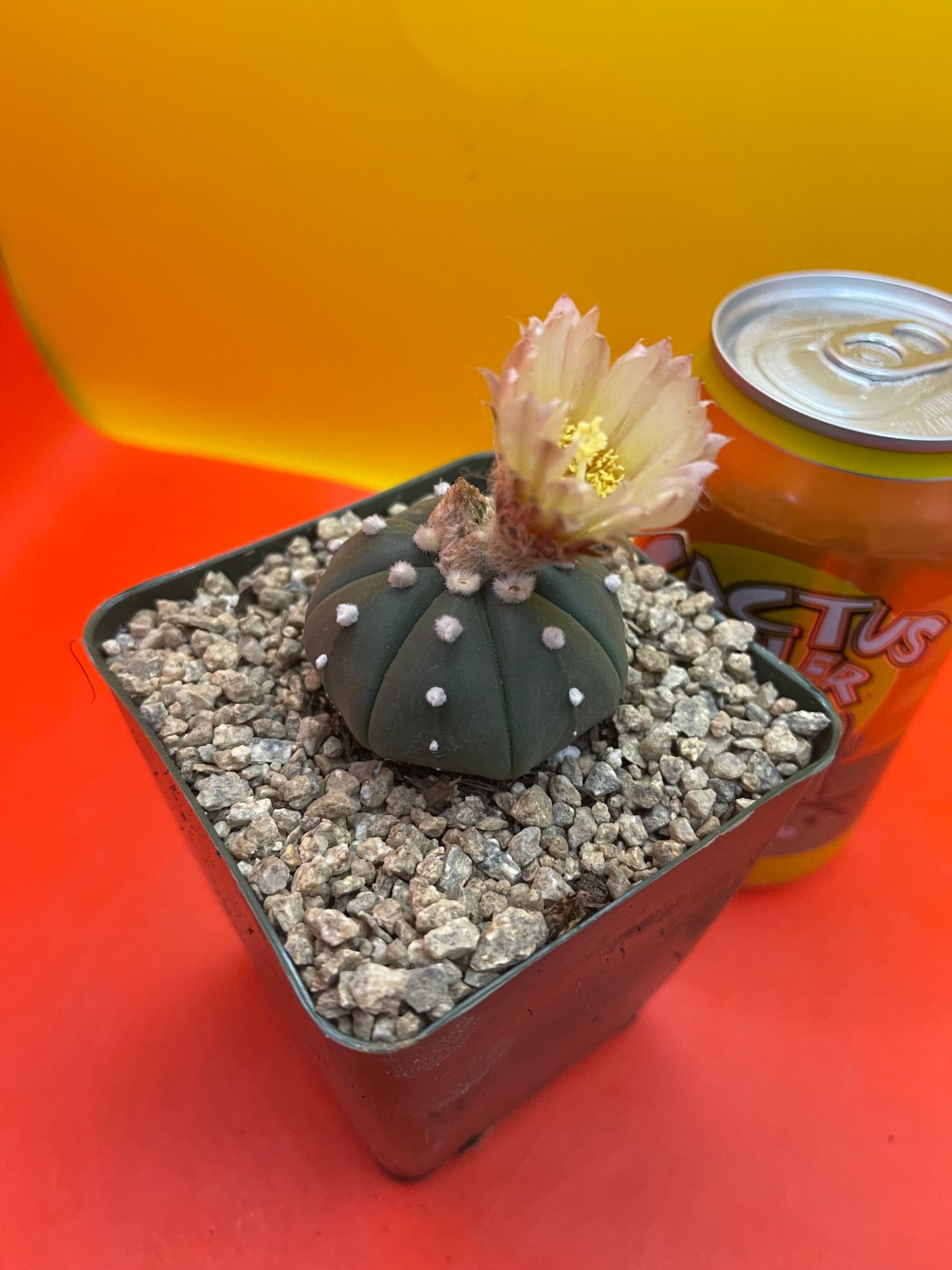 Flowering Astrophytum!