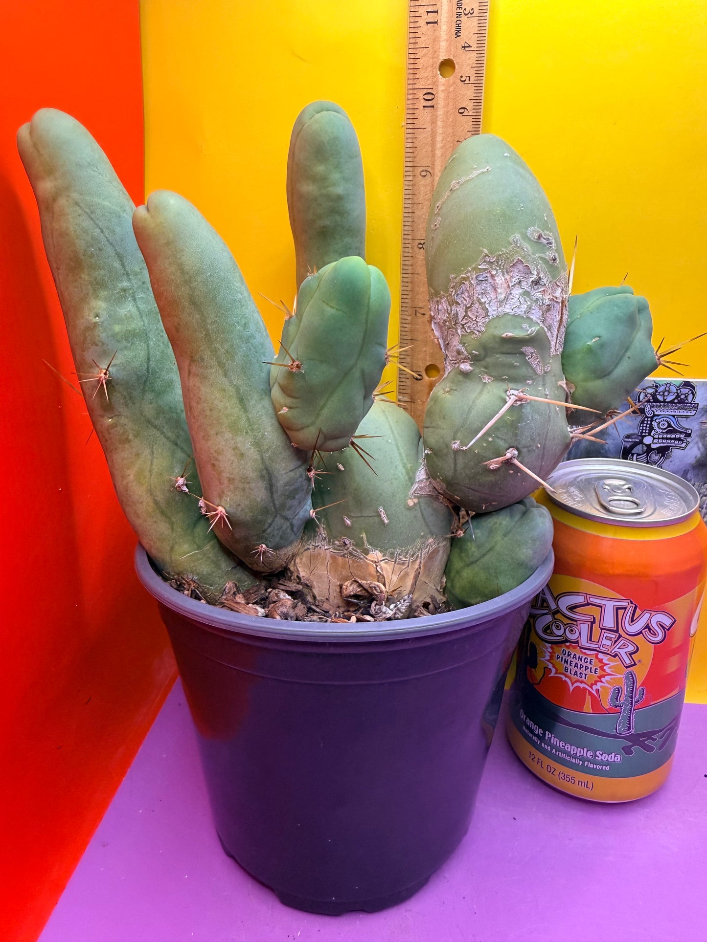 TBM CACTUS tall and branching !  shipped in pot  9 segments -