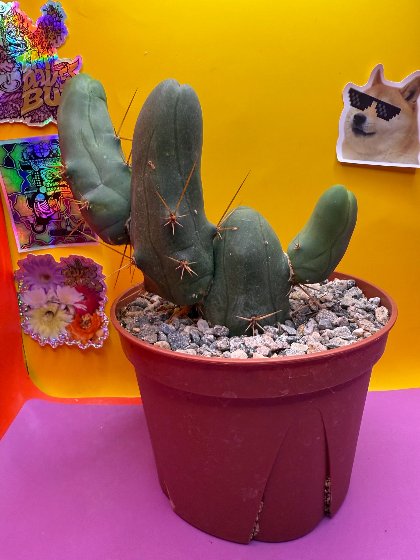 Tbm in 6” wide pot with 4 segments